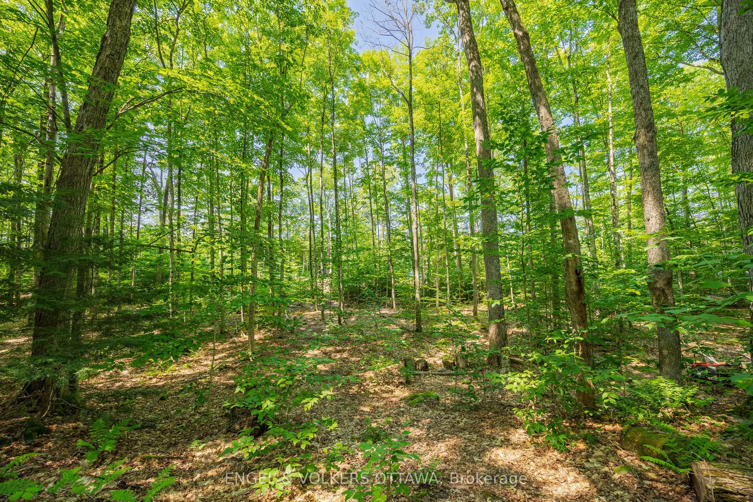 223 Shady Maple Road