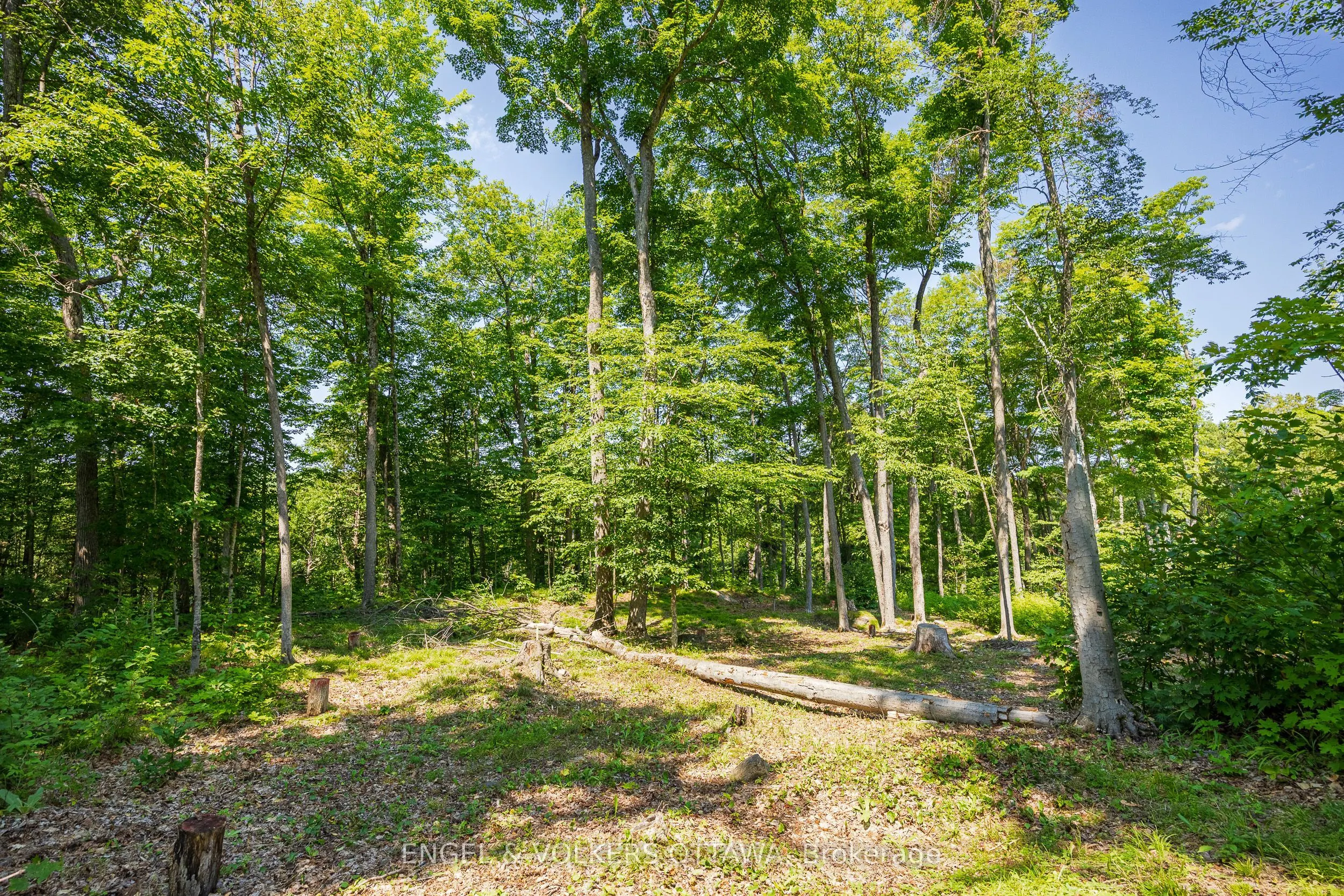 223 Shady Maple Road