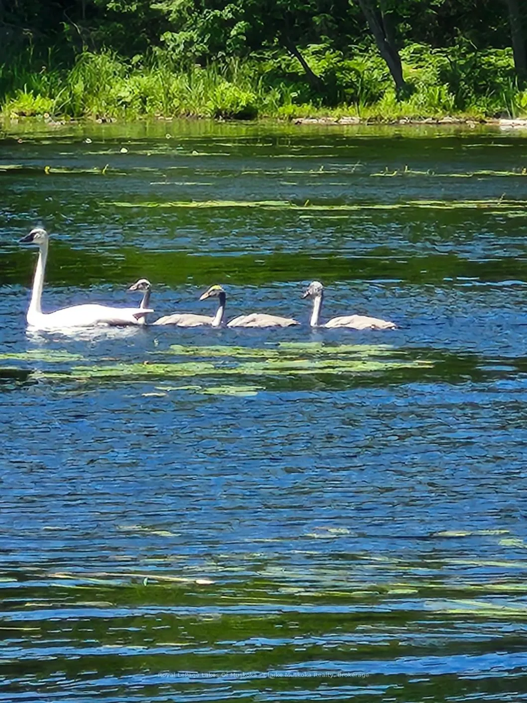 38 Island 130 Severn River