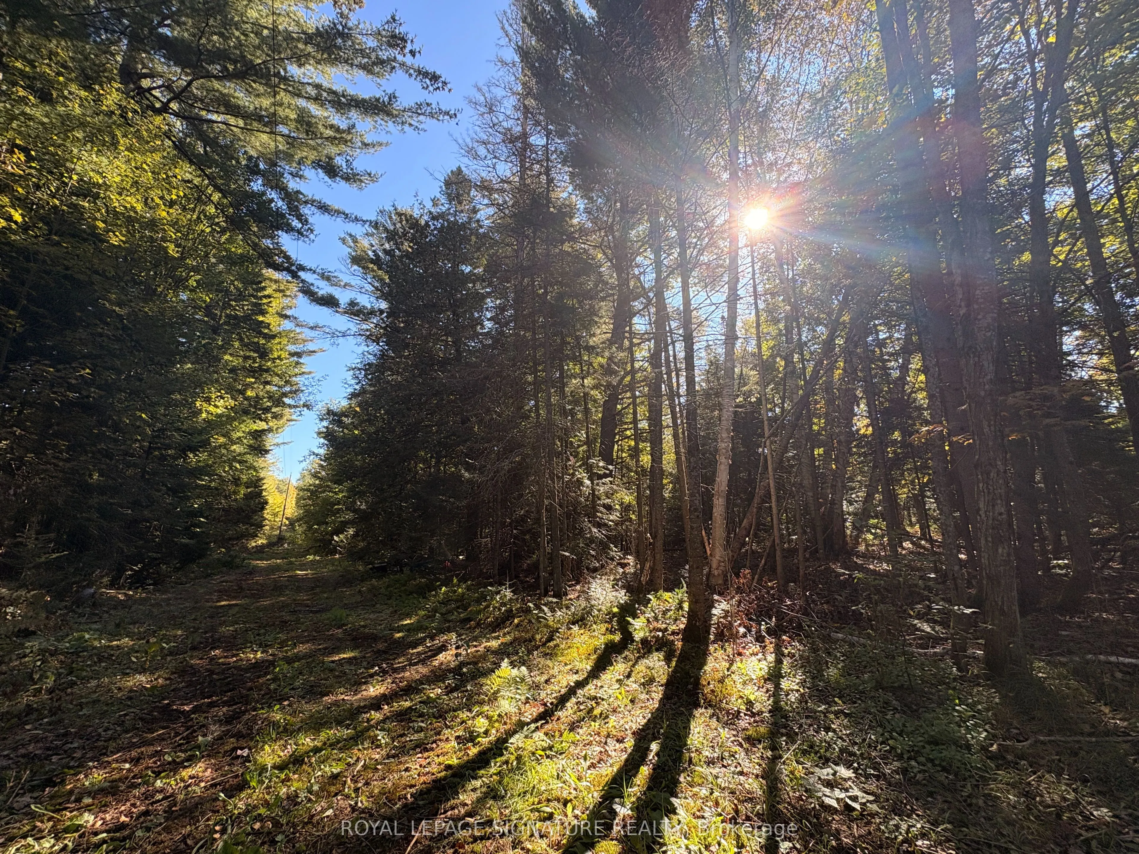 63 Bunny Trail