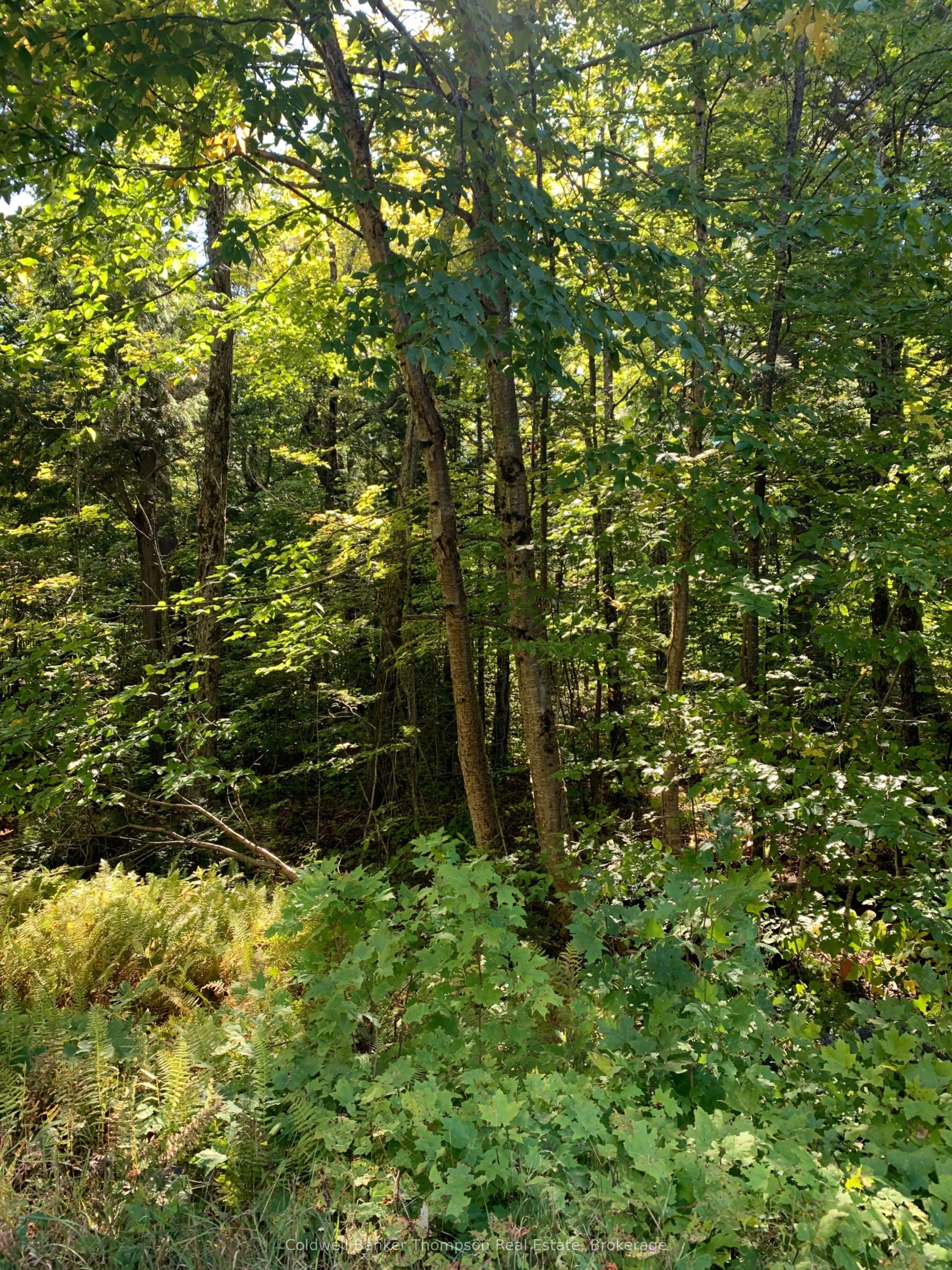 00 ahmic lake Road