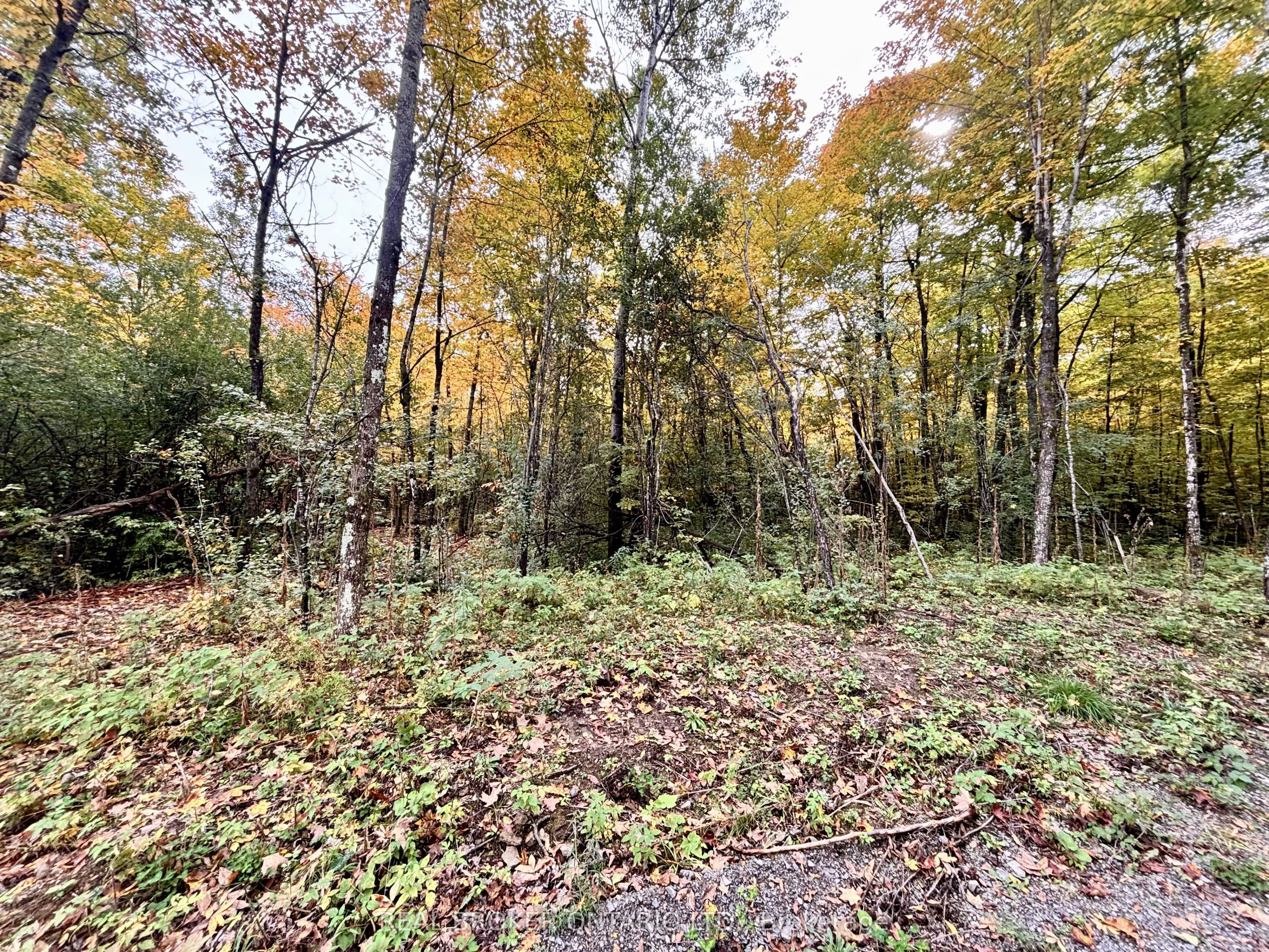 349 Burchill Road