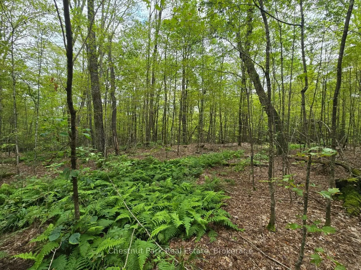 00 Old Track Road