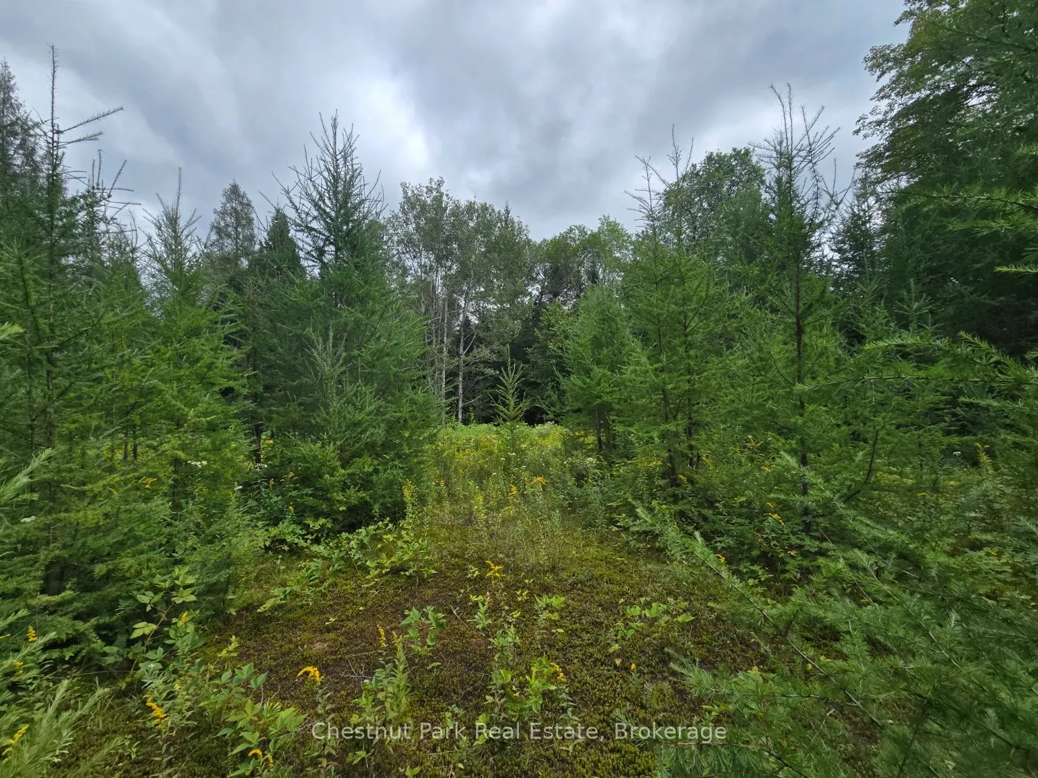 00 Old Track Road