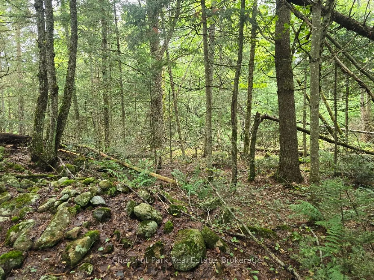 00 Old Track Road