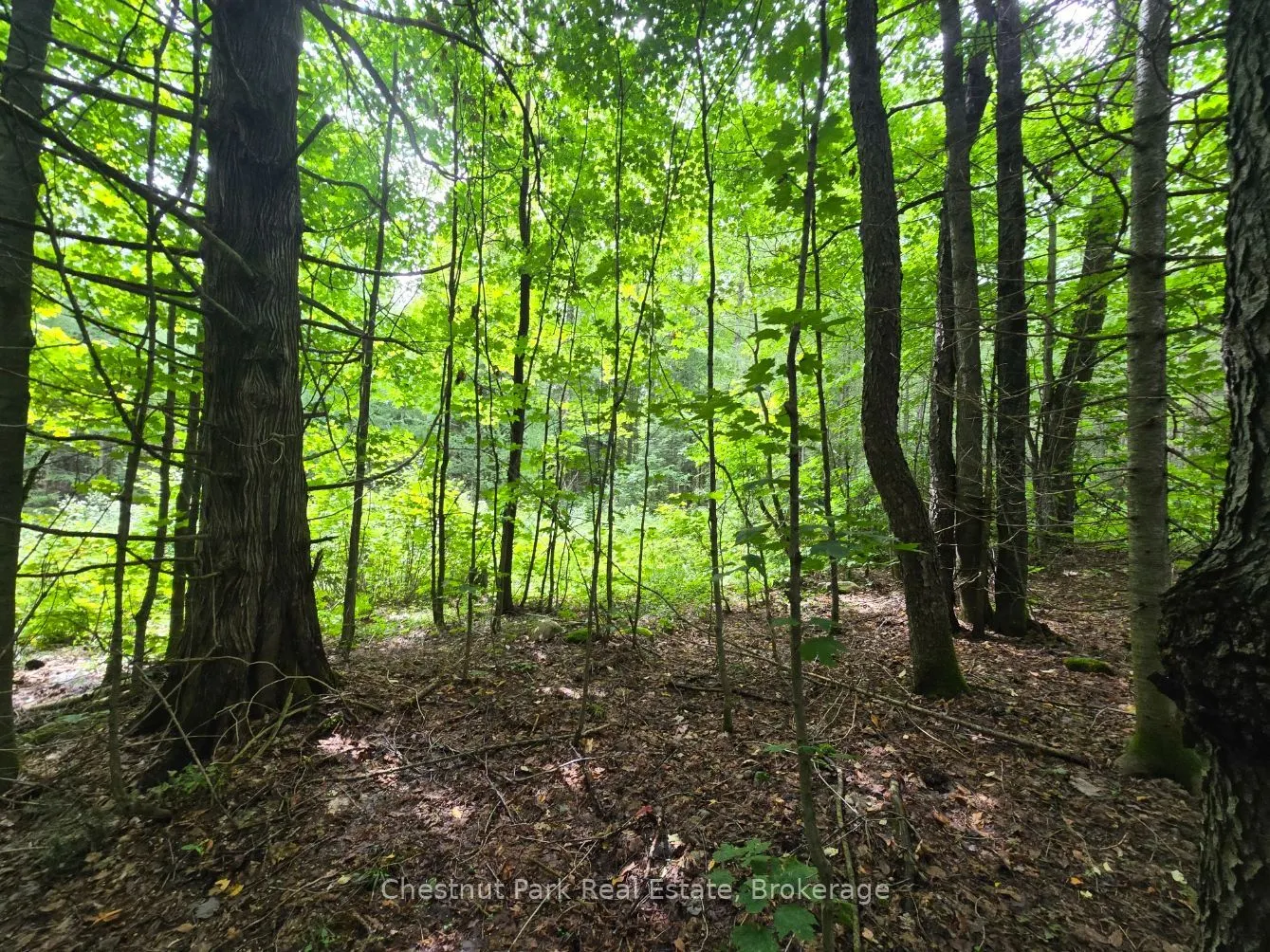 00 Old Track Road