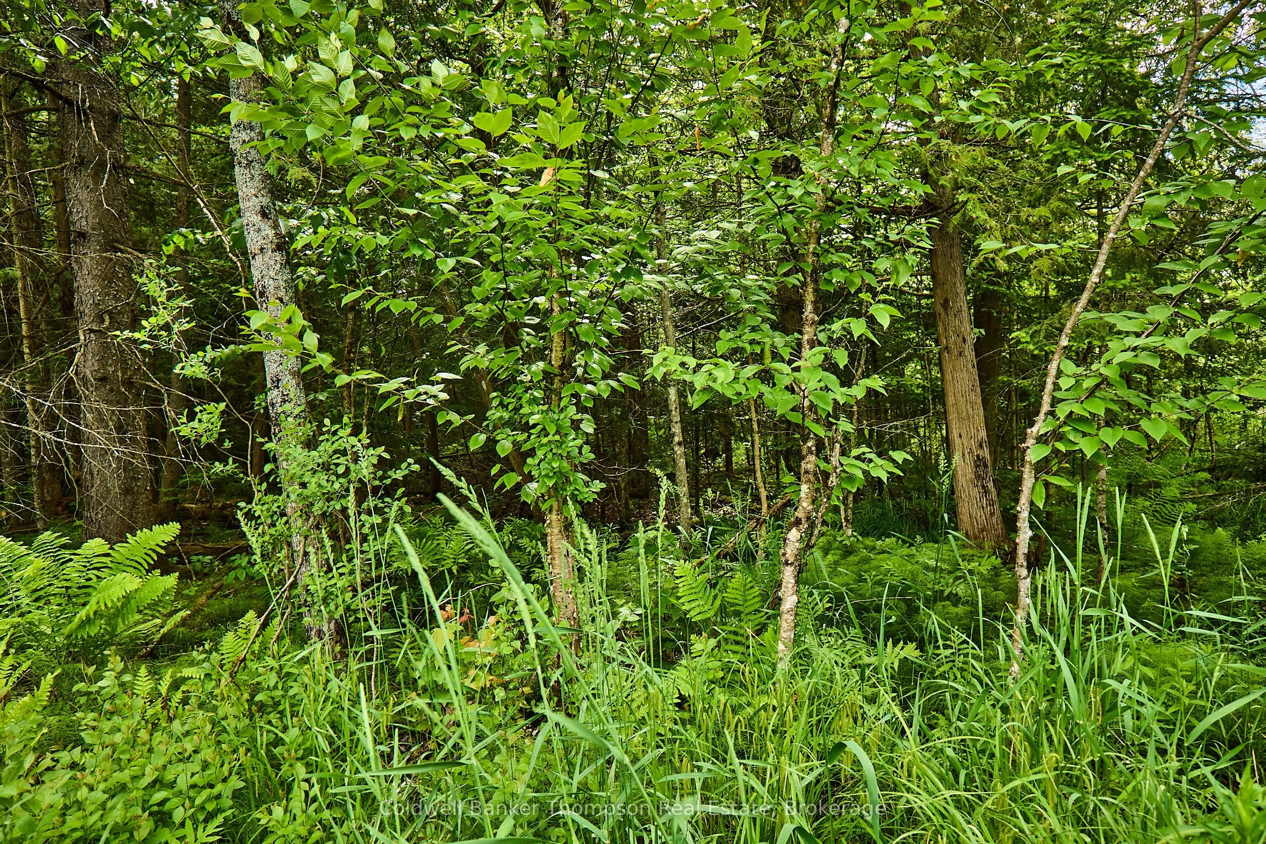 Part 3 Rowanwood Road