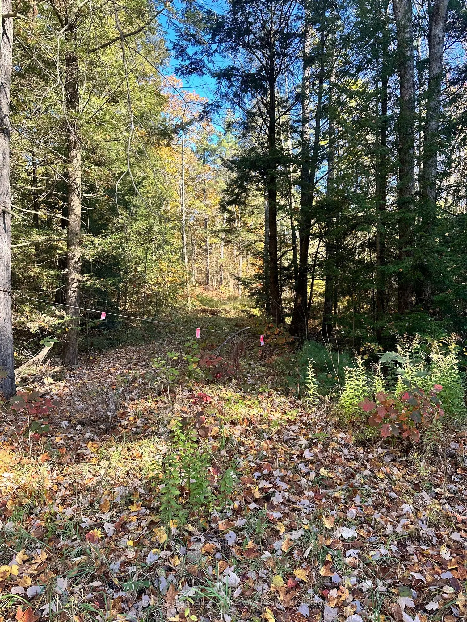 1101 Doe Lake Road
