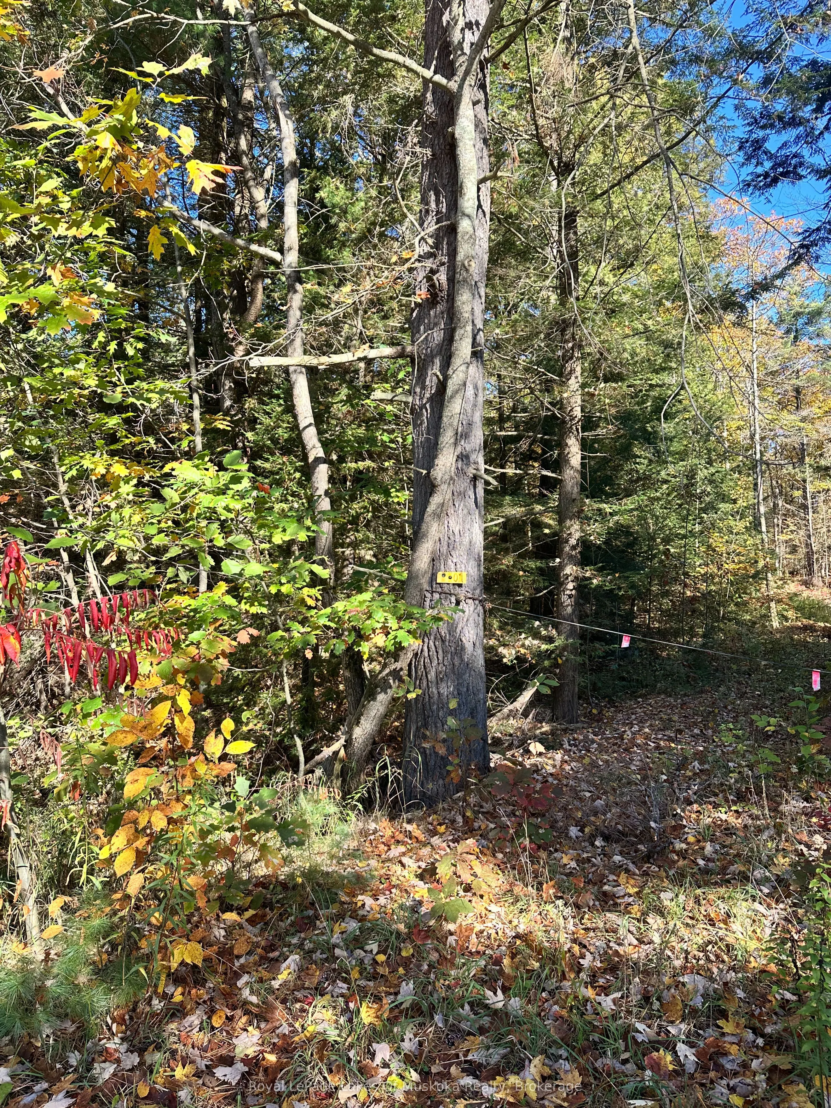 1101 Doe Lake Road