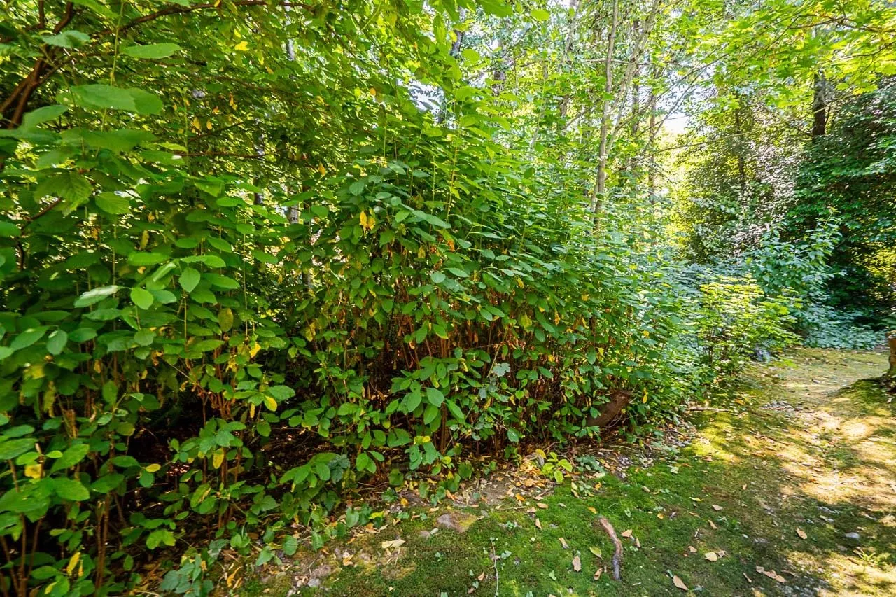 36 7465 Mulberry Place