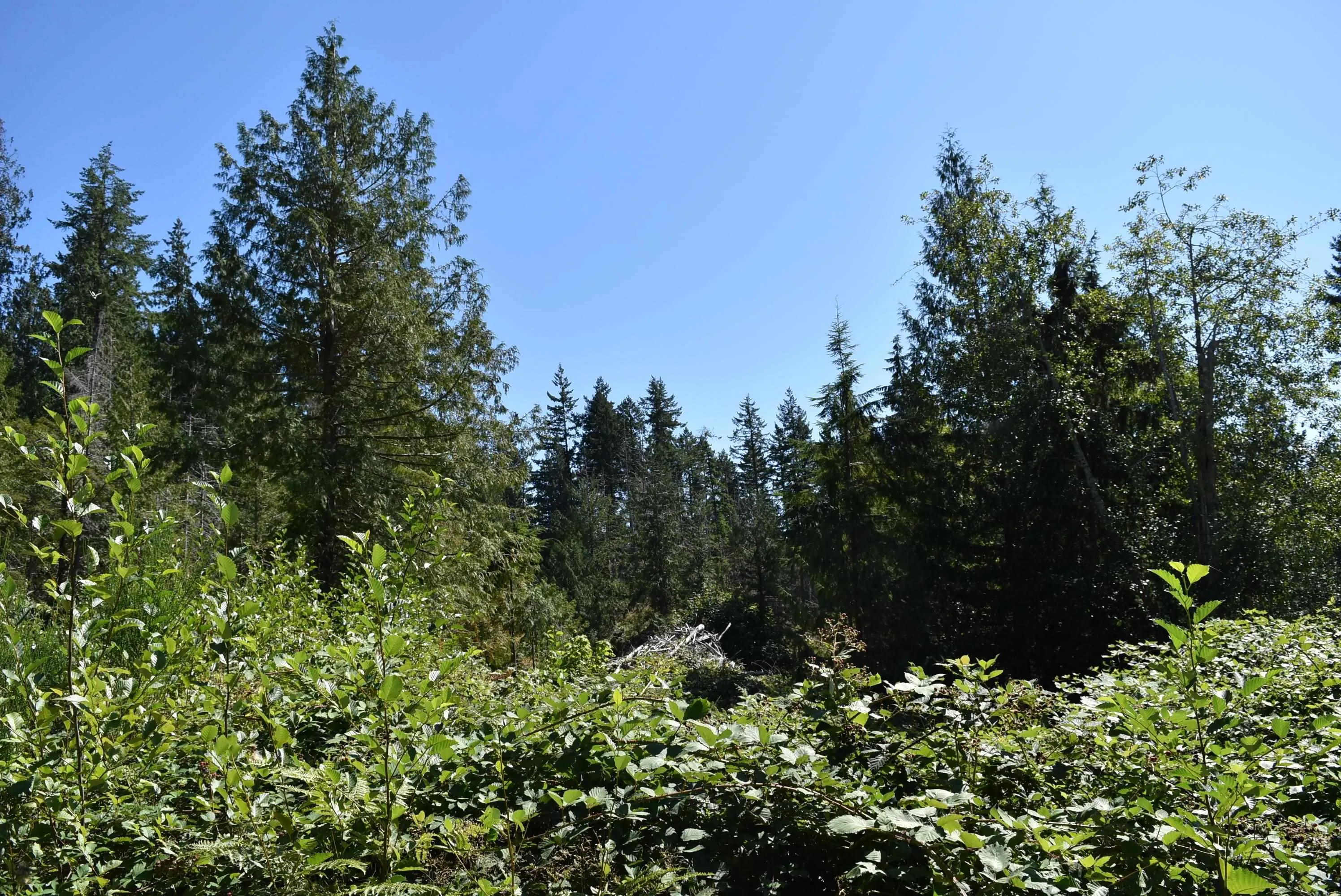 LOT 3 Riley Road