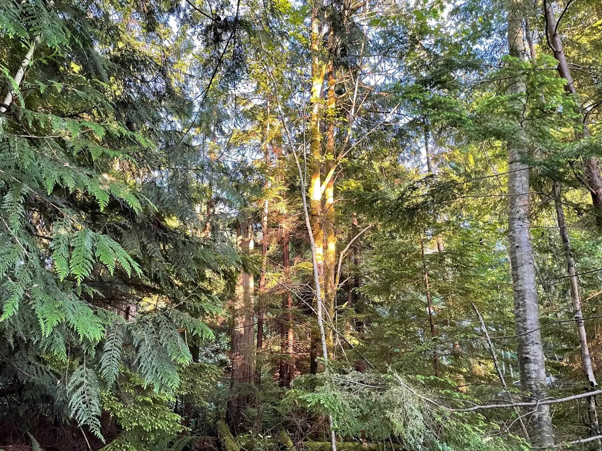LOT 1 Brooks Road
