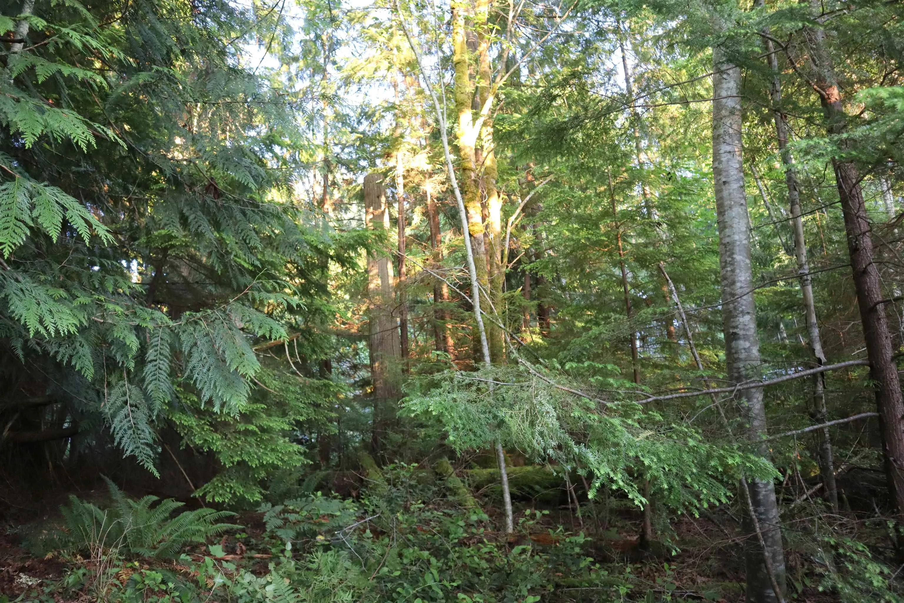 LOT 1 Brooks Road