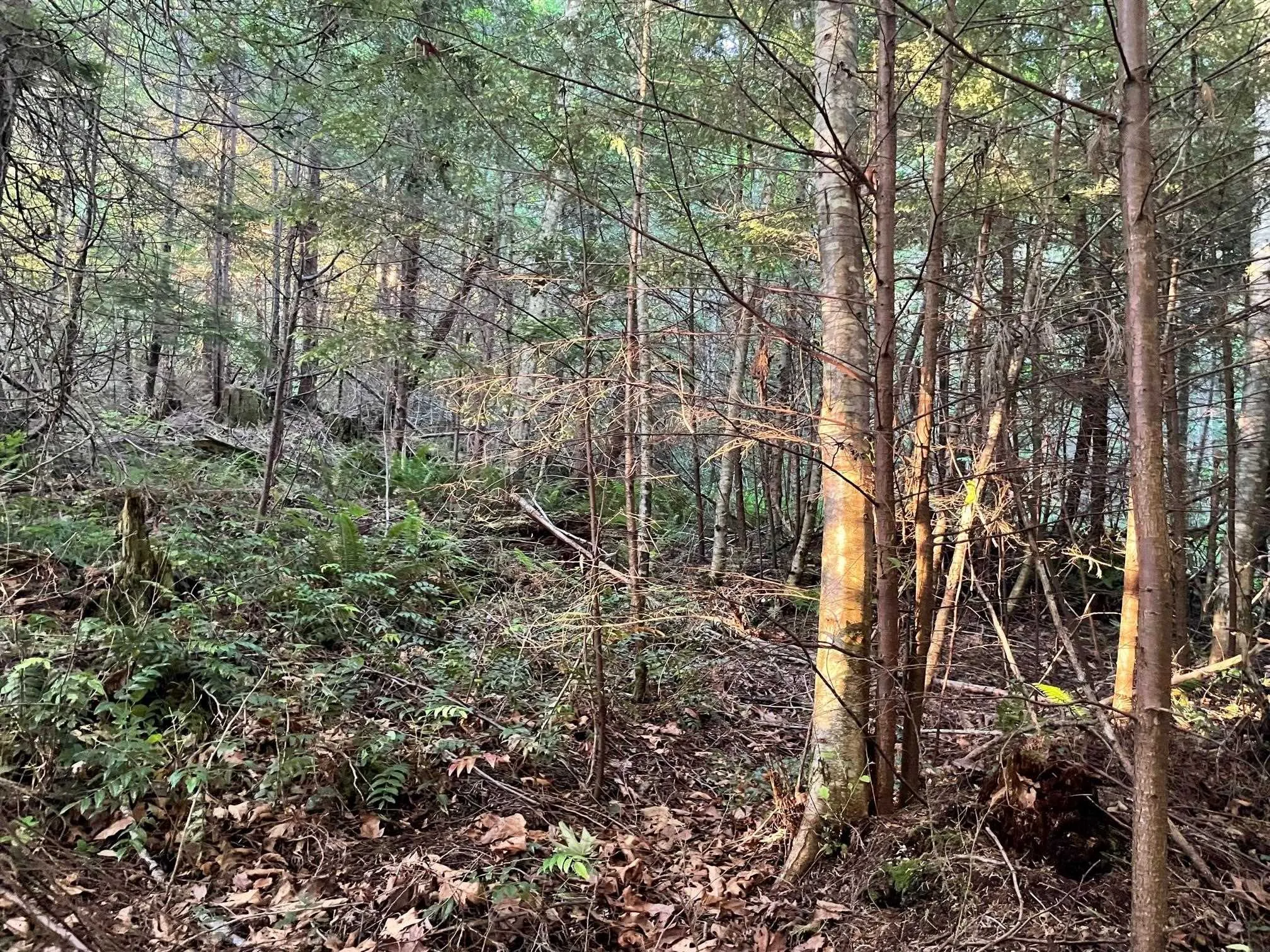 LOT 1 Brooks Road