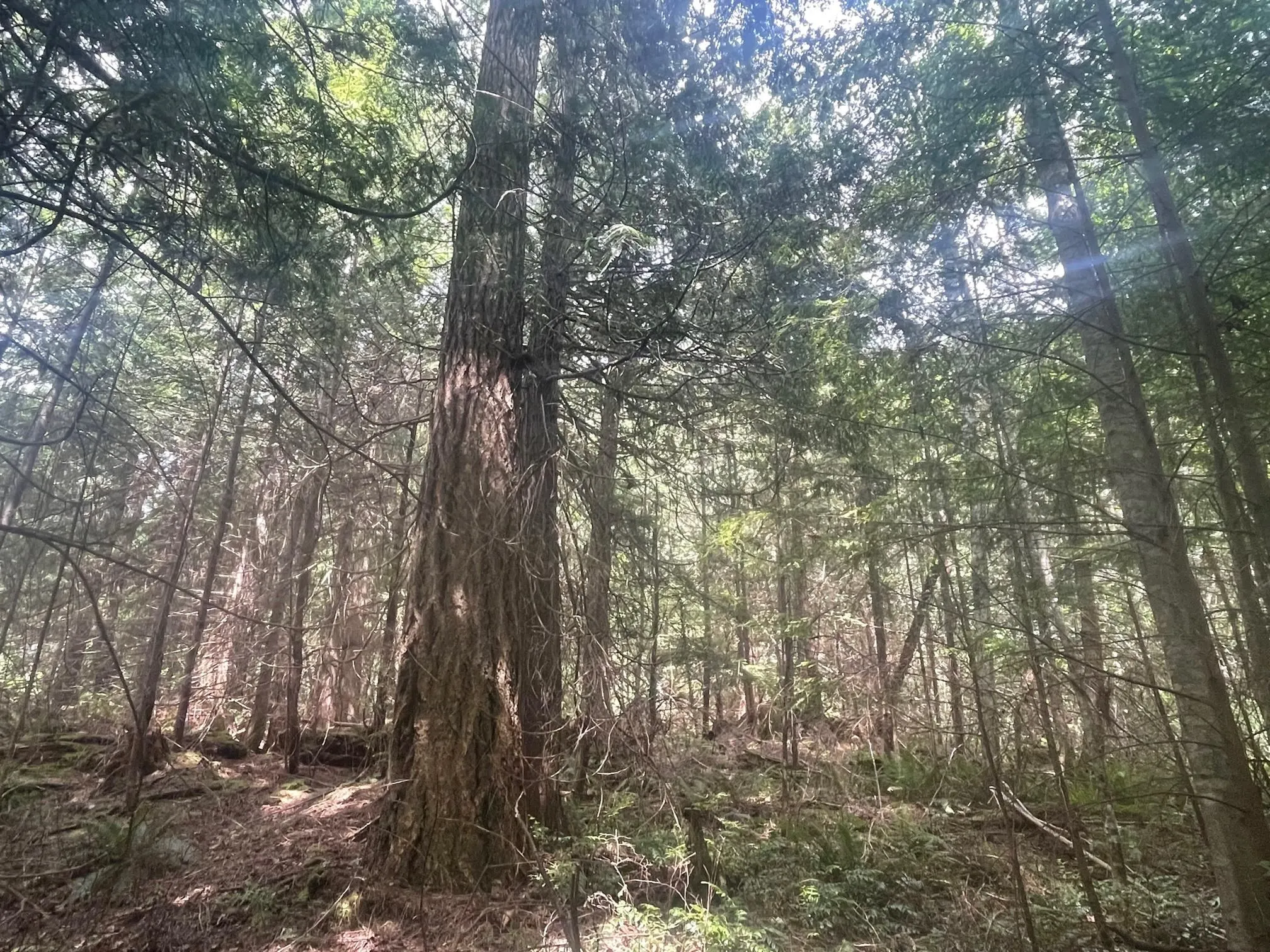 LOT 1 Brooks Road