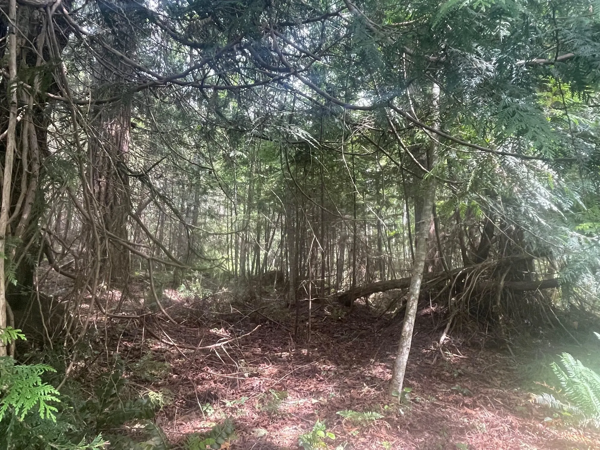 LOT 1 Brooks Road
