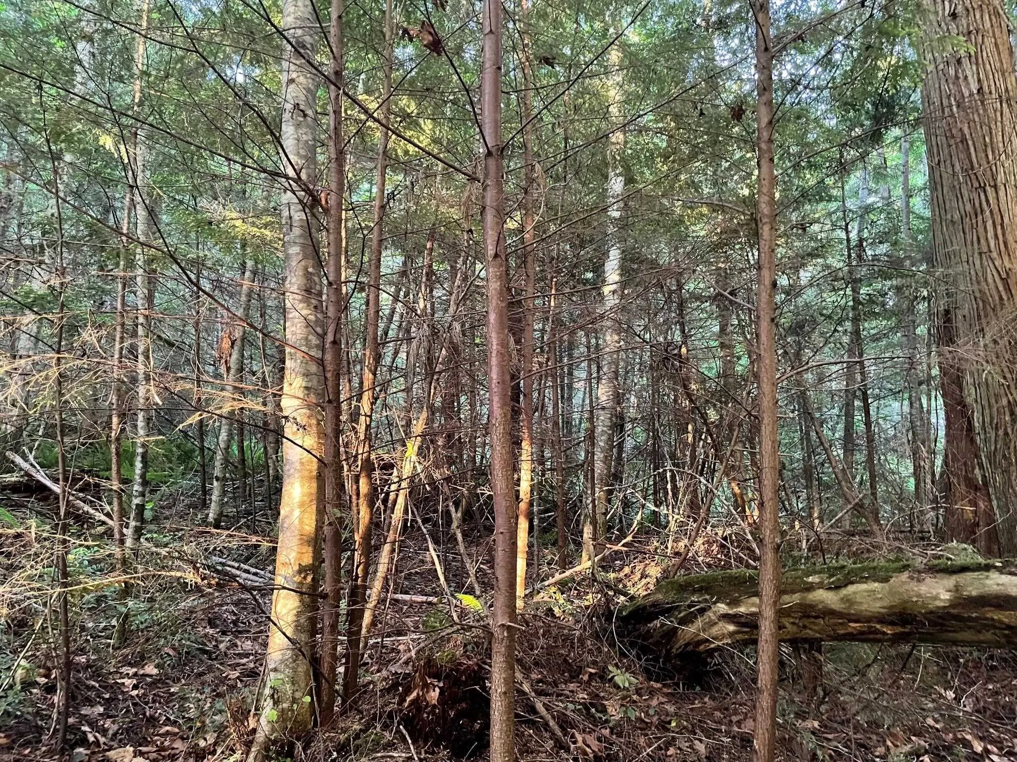 LOT 1 Brooks Road