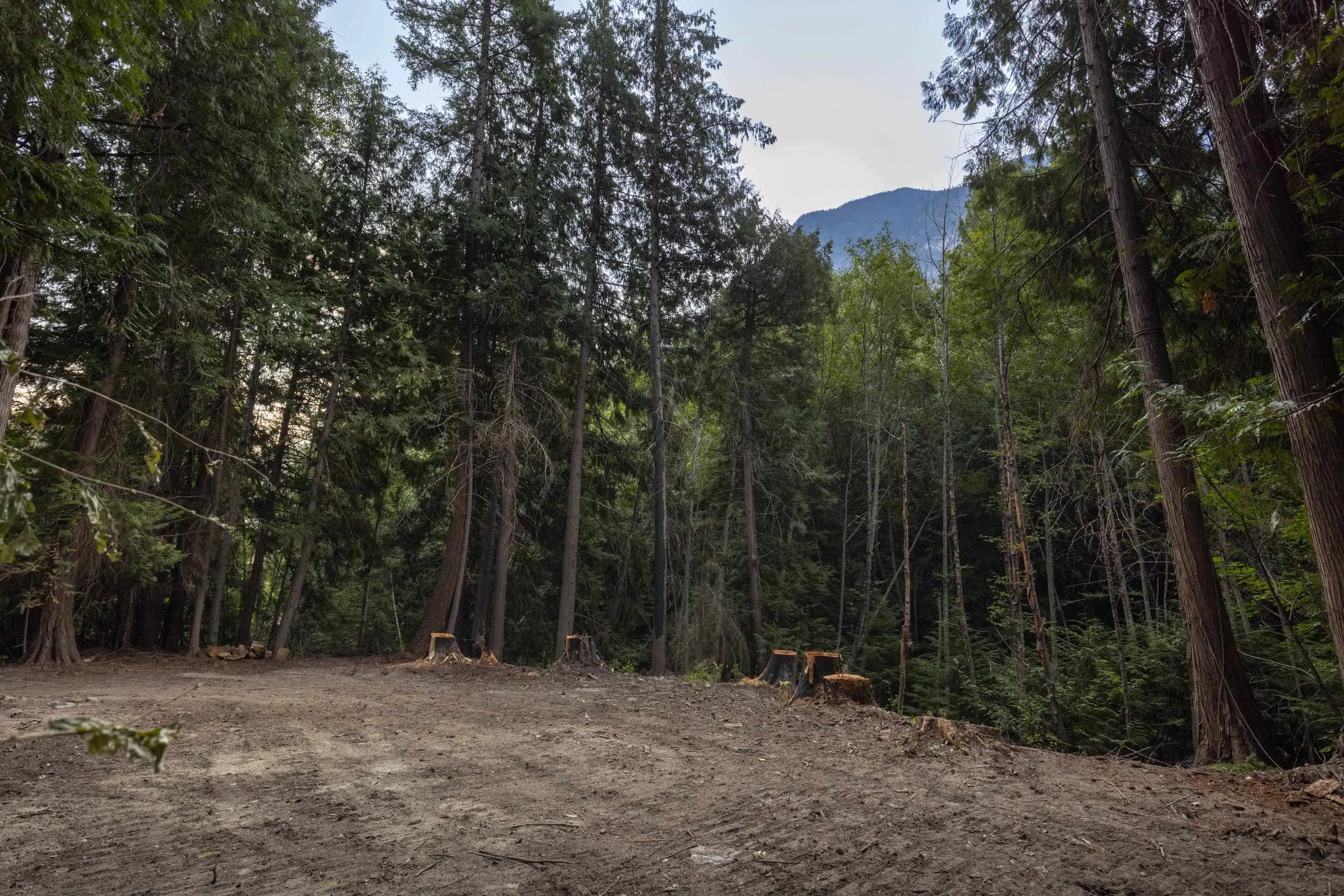 8896 Pemberton Portage Road
