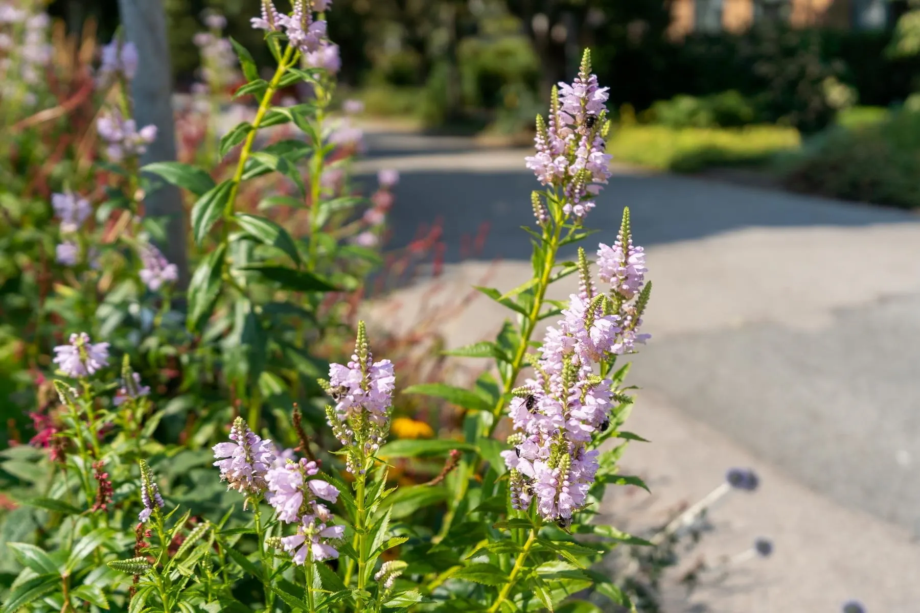 204 2525 Quebec Street