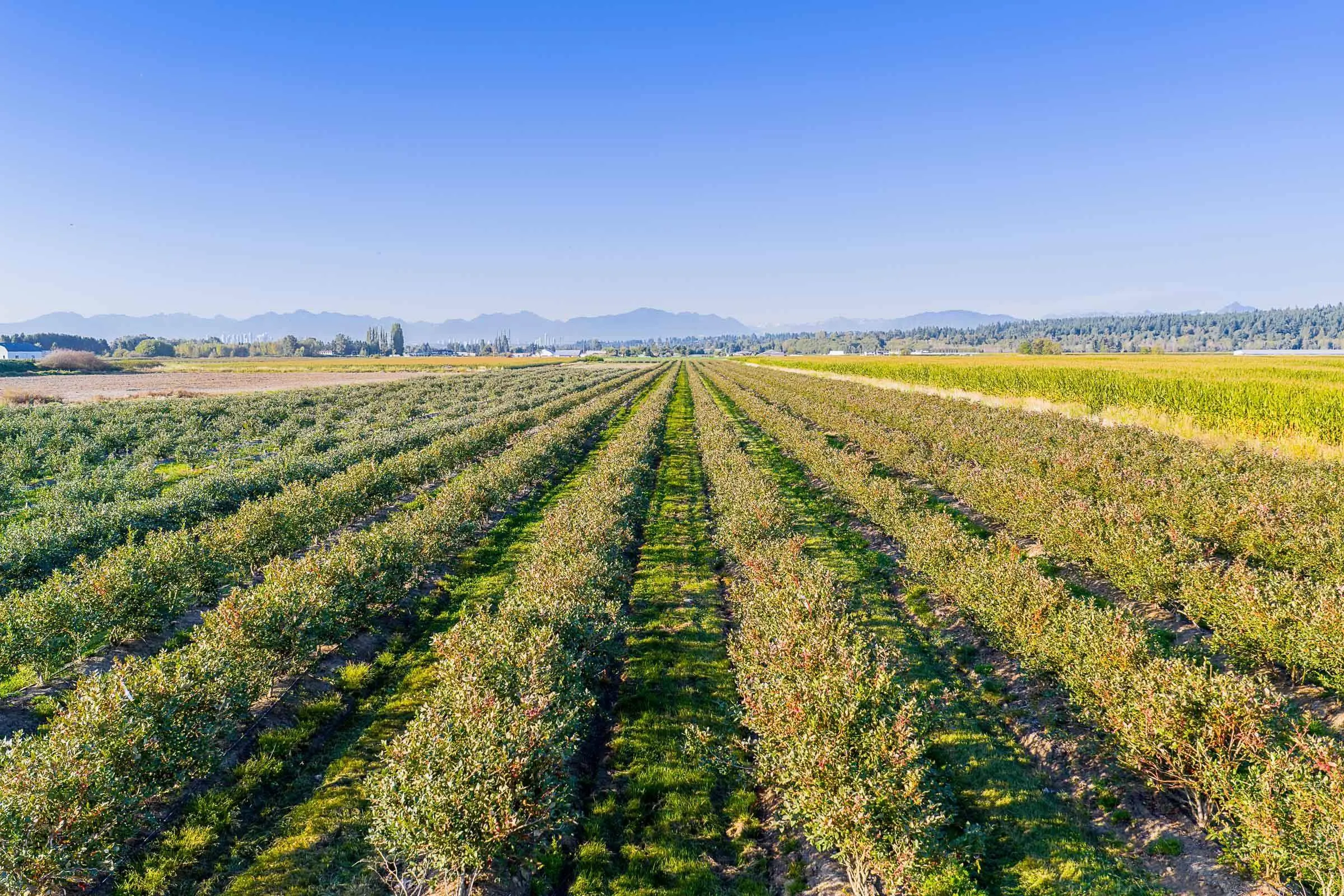 10677 Ladner Trunk Road