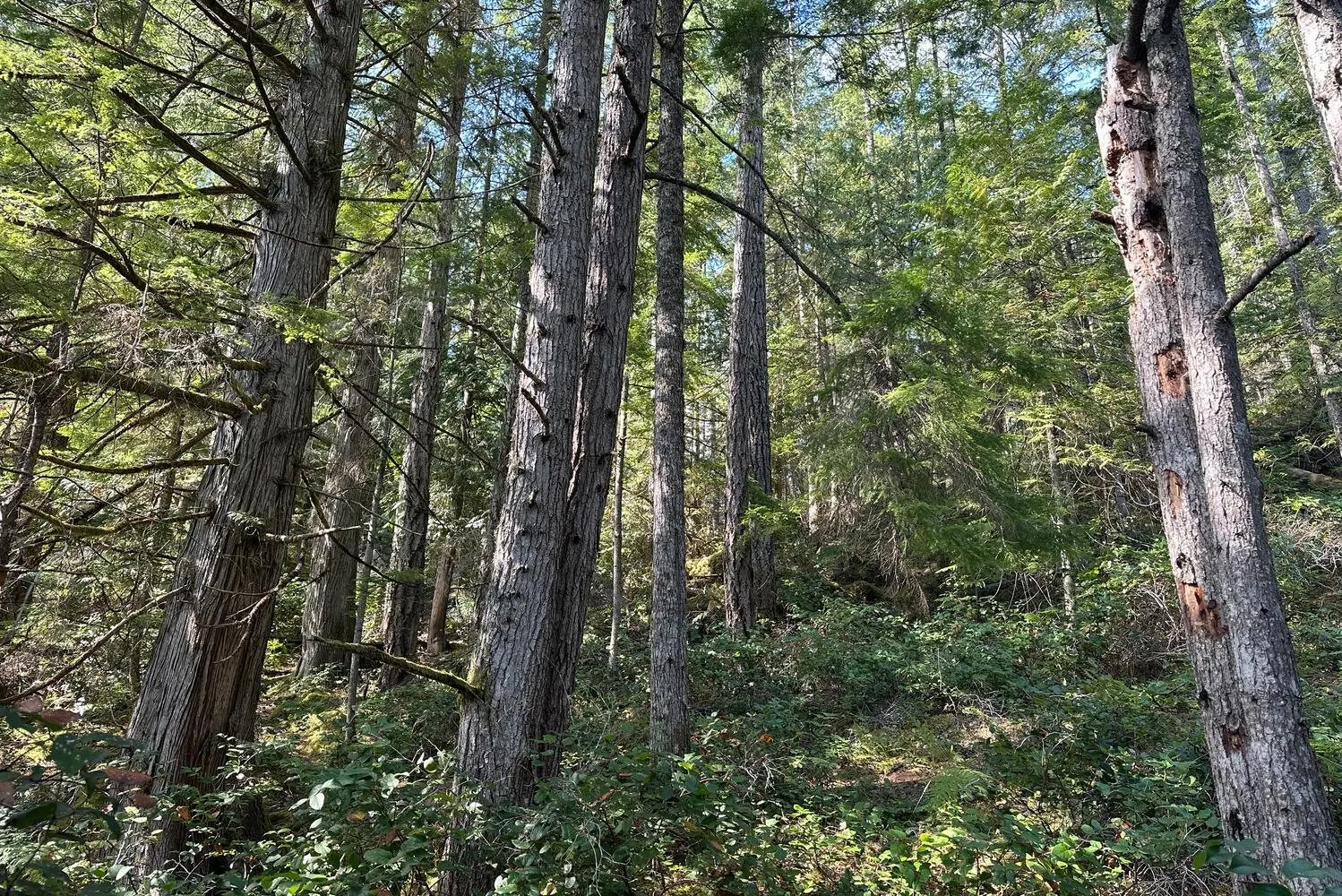 Lot 19 Sakinaw Lake