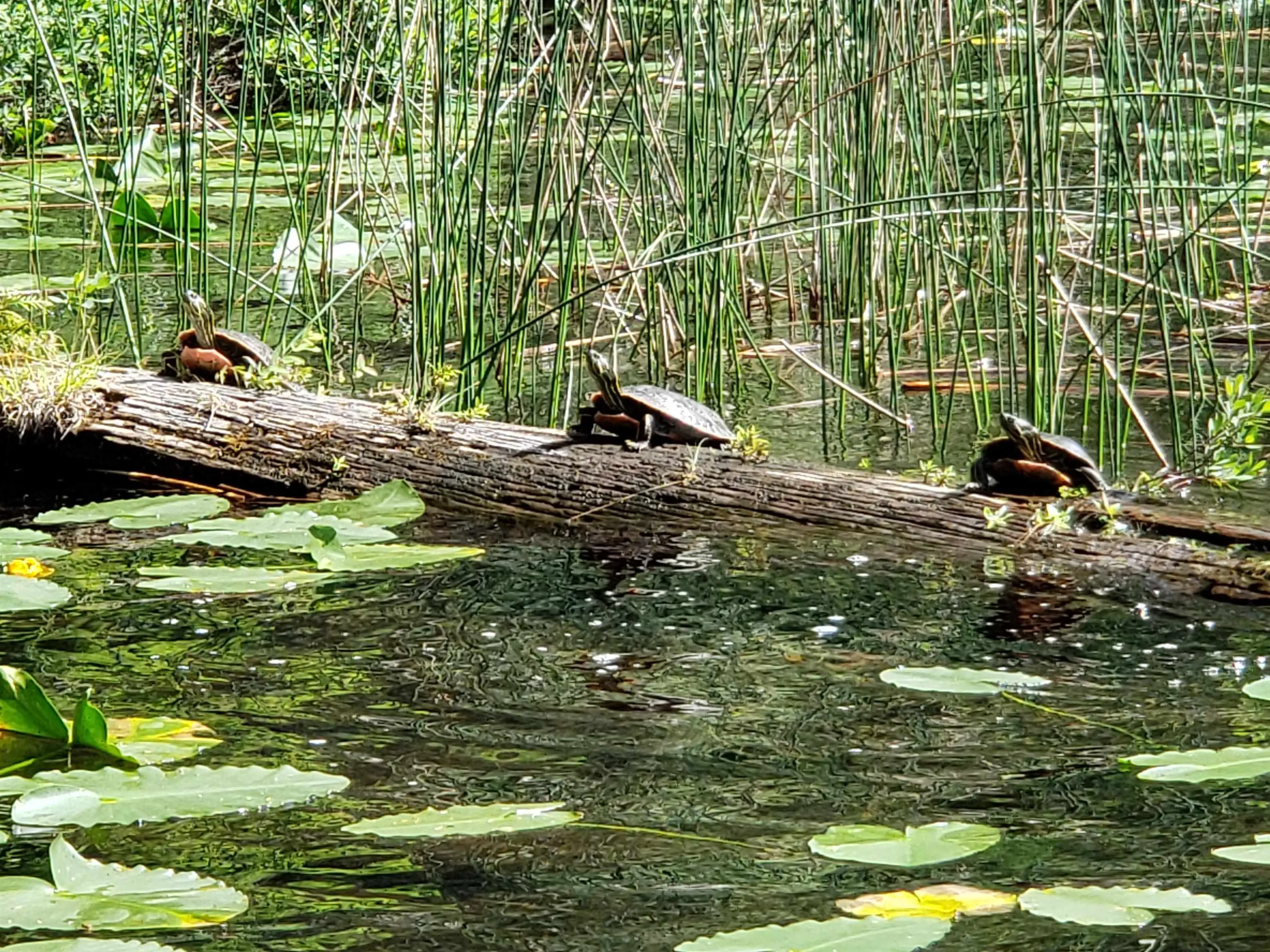 Lot 19 Sakinaw Lake