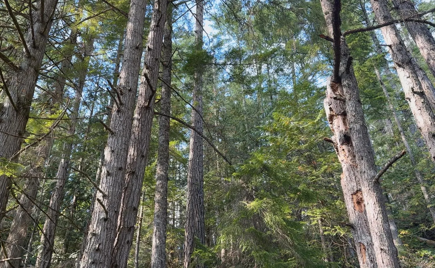 Lot 20 Sakinaw Lake