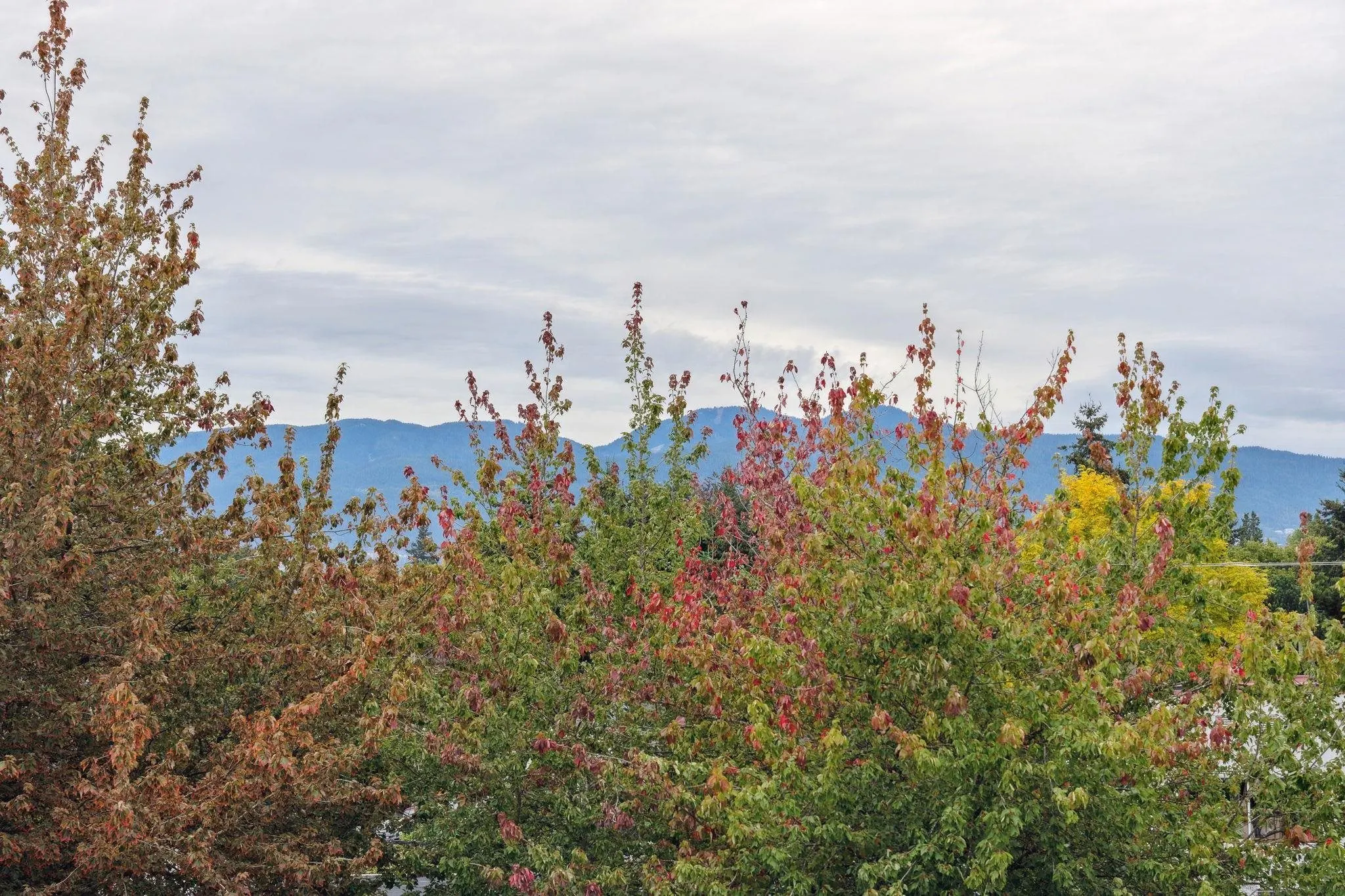 309 2528 Collingwood Street