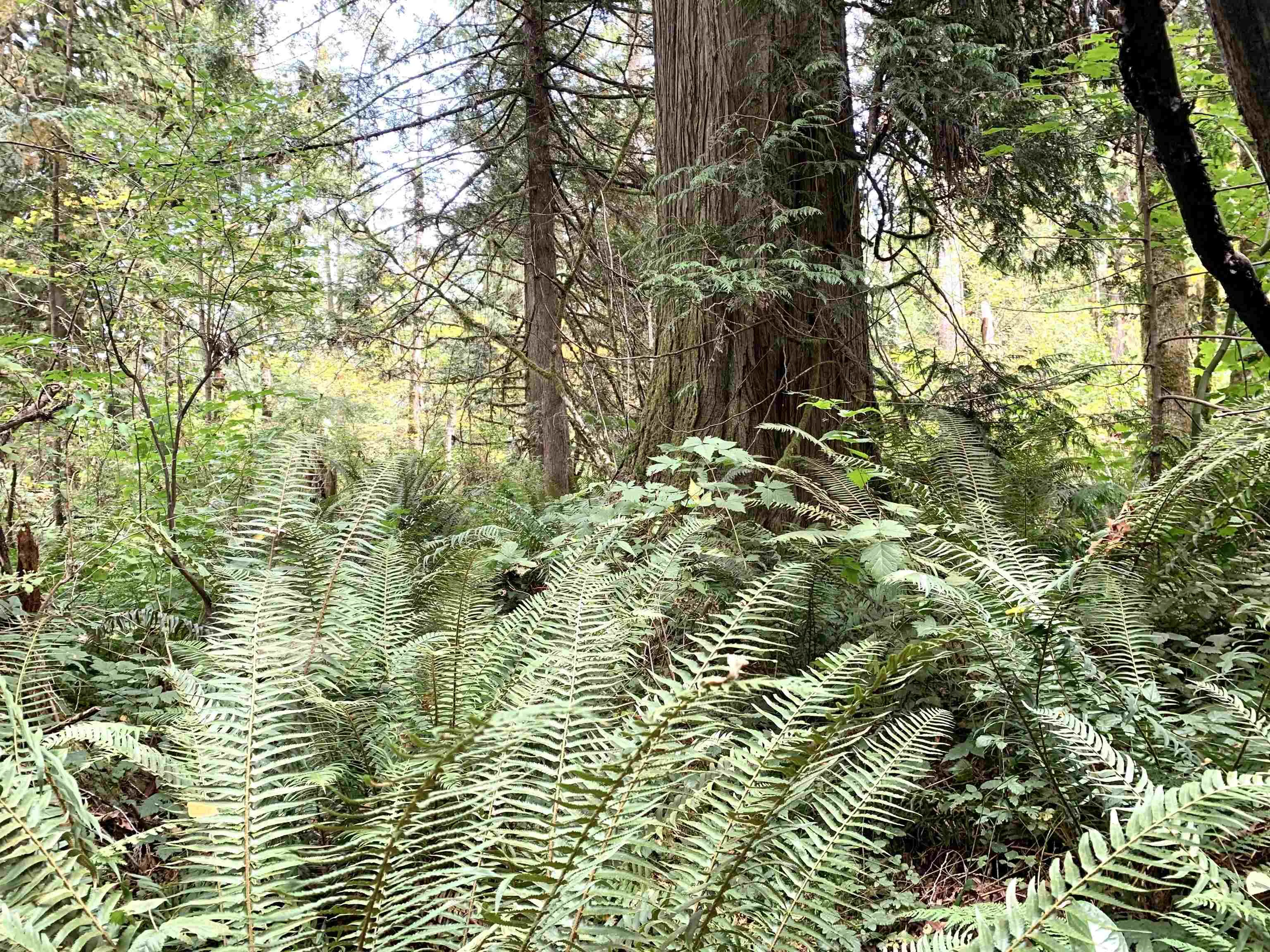 29933 Anderson Avenue