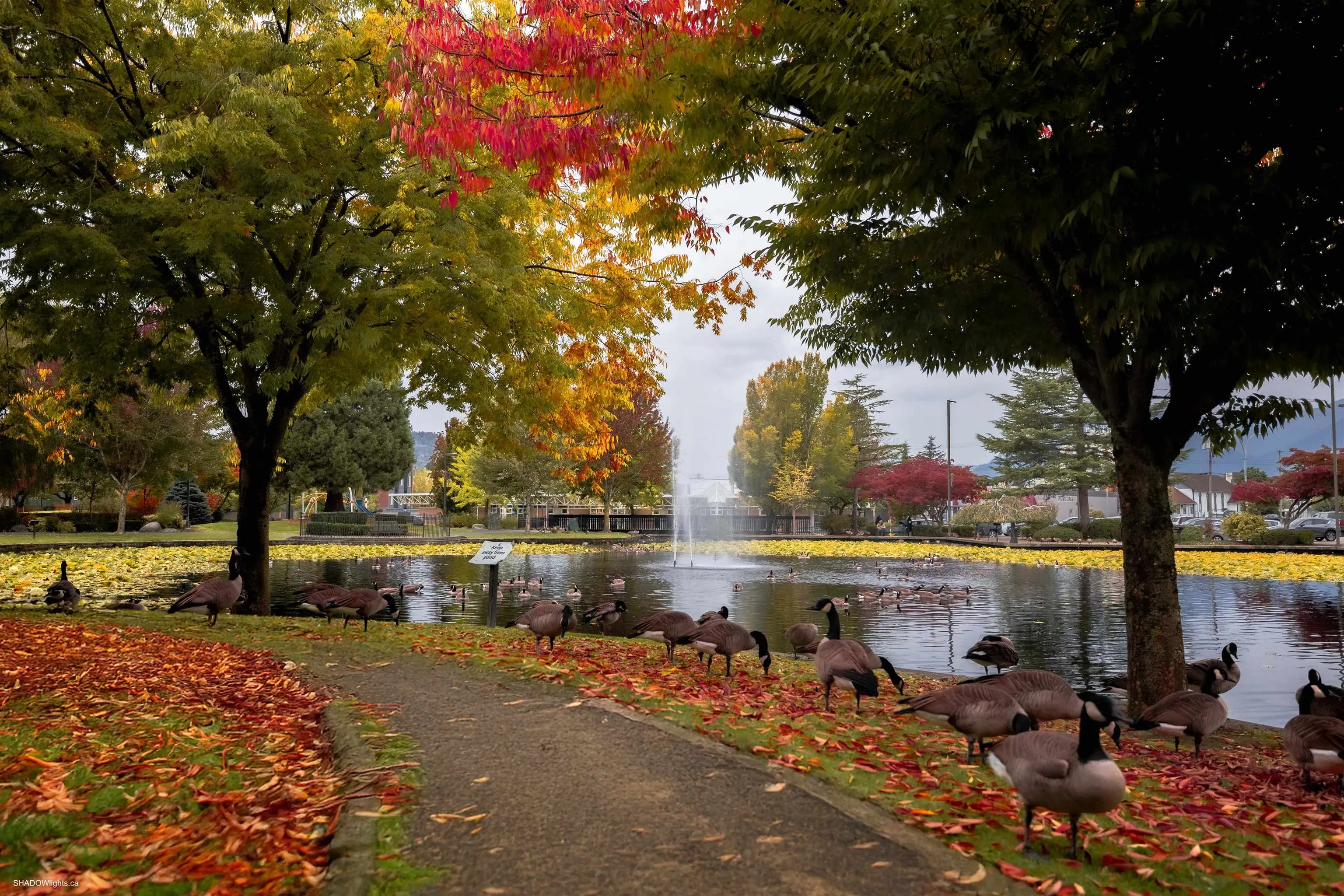 15 45915 Cheam Avenue