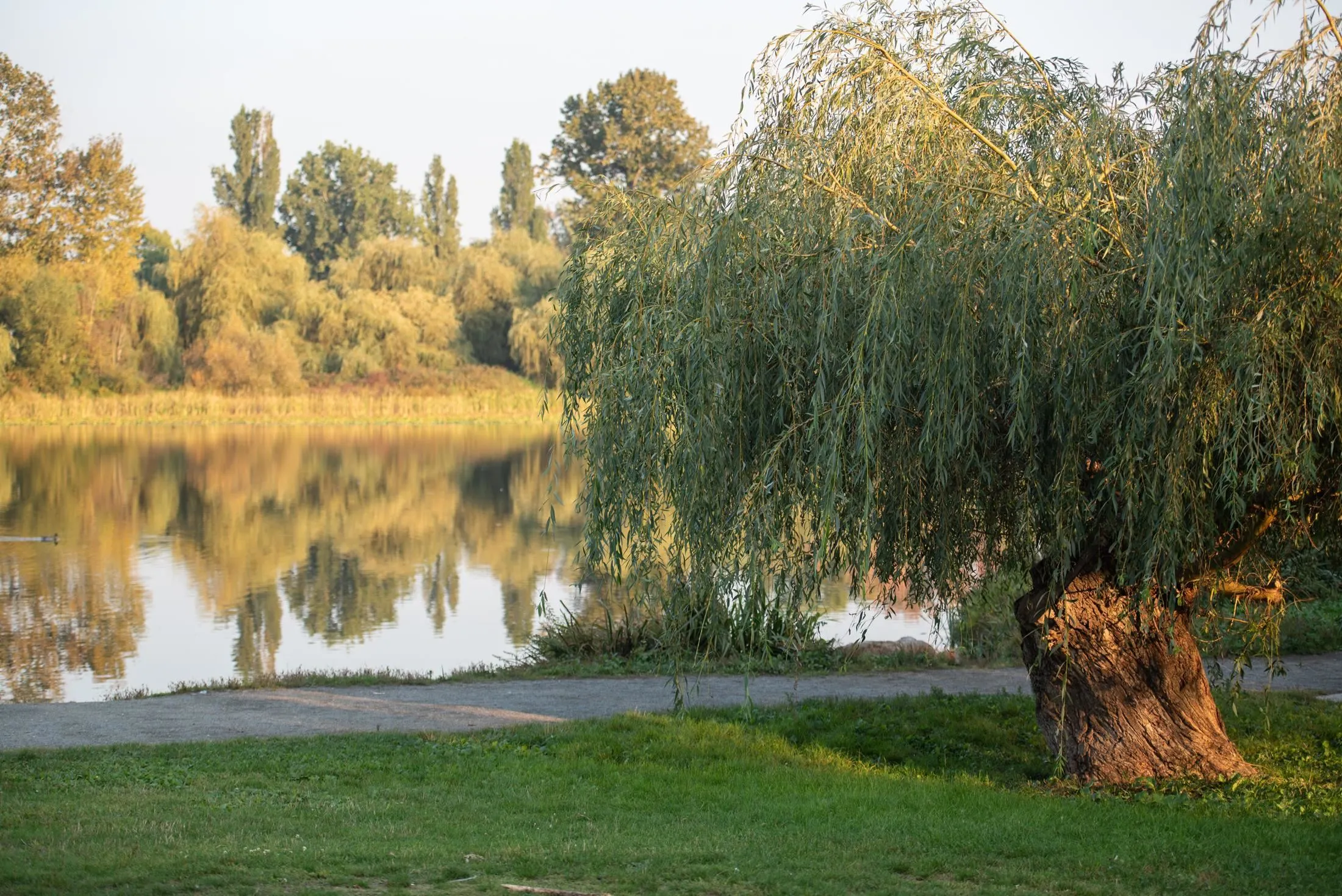 204 3264 Vanness Avenue