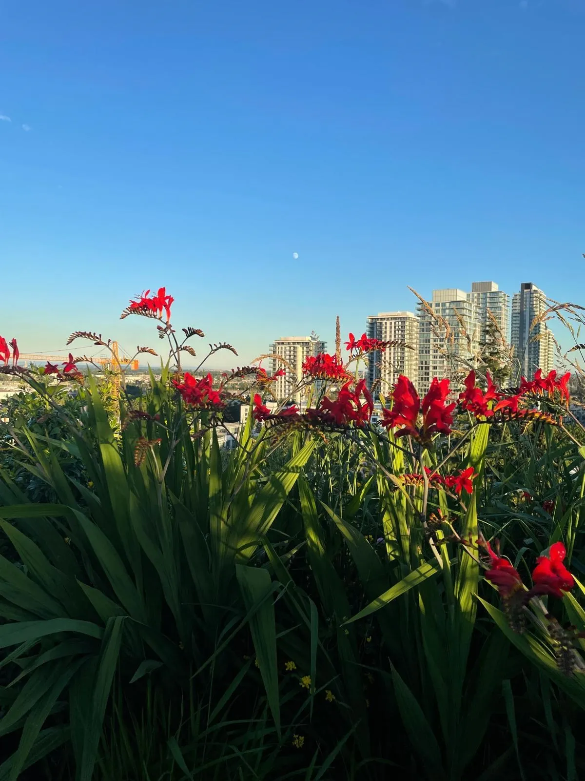 7777 Cambie Street #603