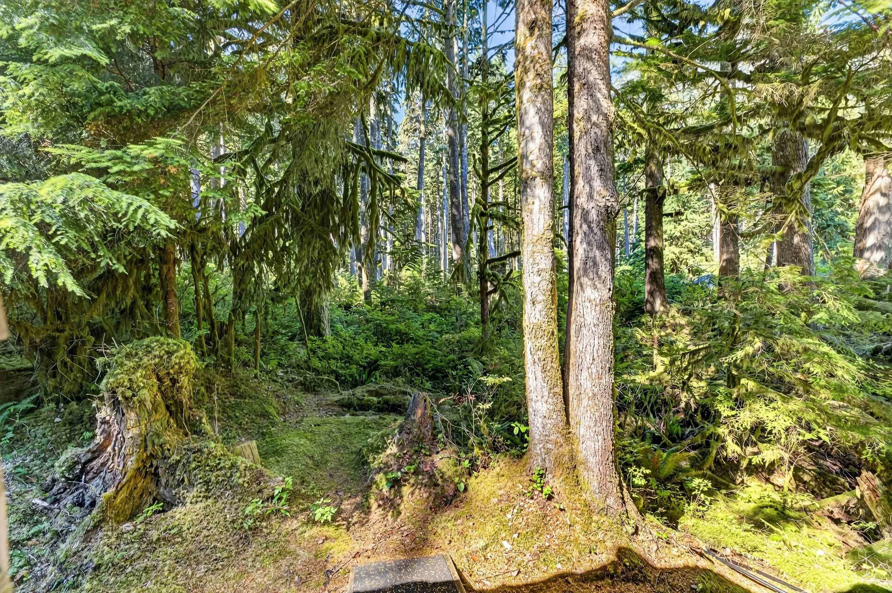 15 Debeck Creek