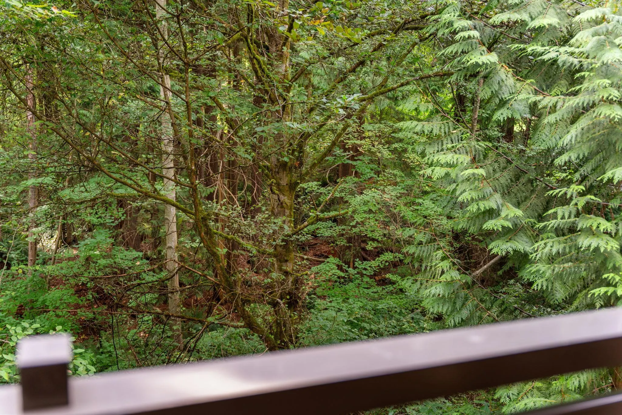 3294 Mt Seymour Parkway #205