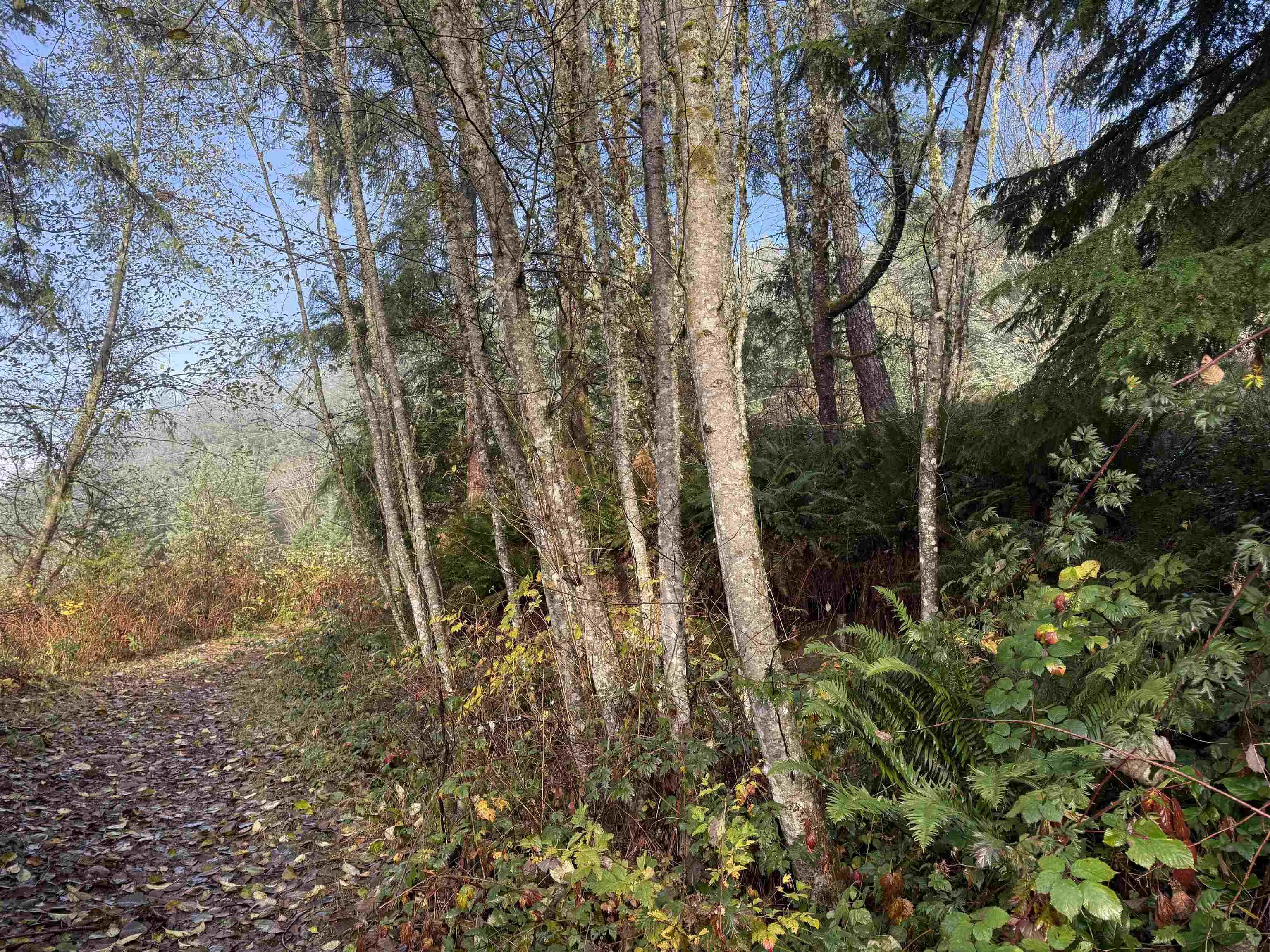 1594 Cemetery Road