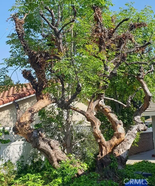 1355 Paseo Dorado