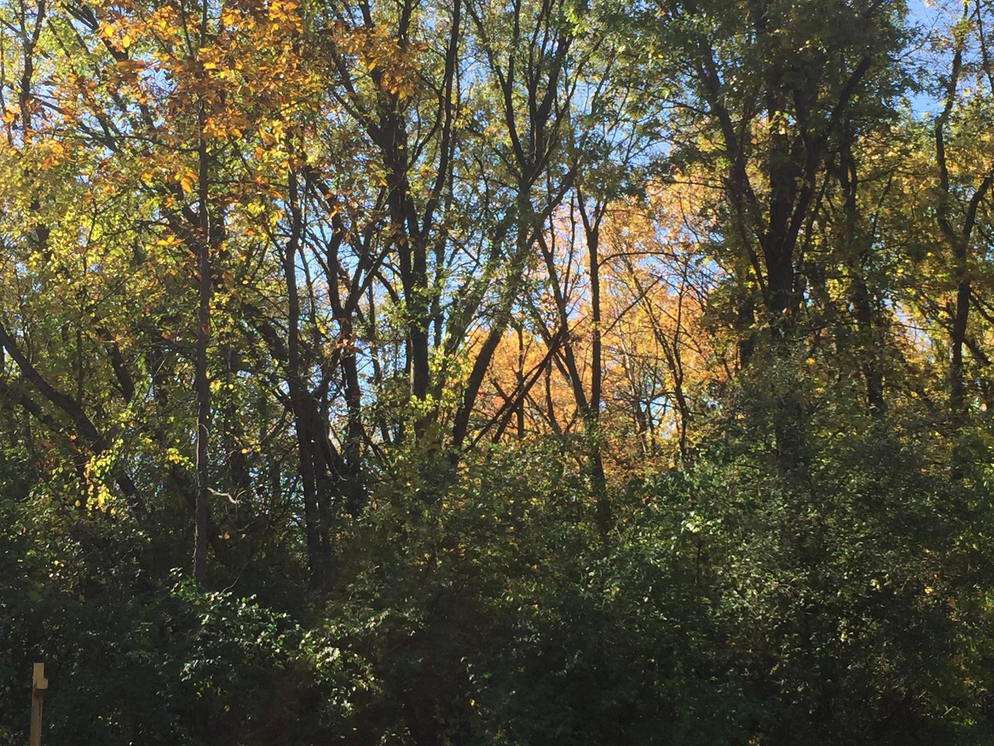 7111 Forest Oak Drive IL