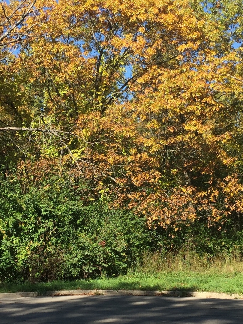 7111 Forest Oak Drive IL
