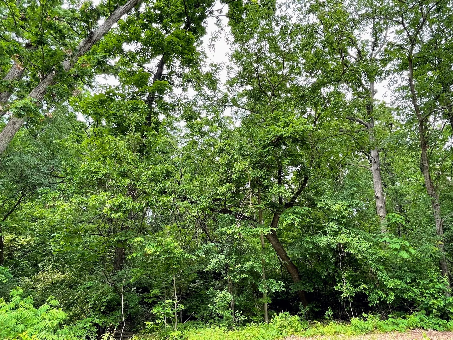 7408 Forest Oak Drive IL