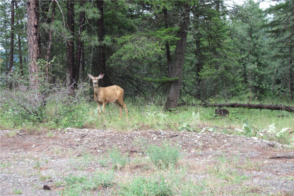 130Acres Sugar Lake-Sihlis Road,, Vernon
