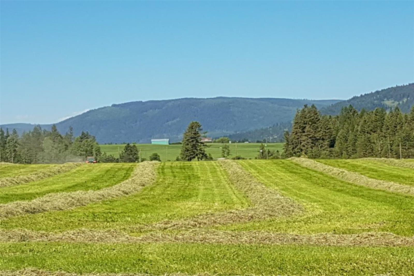 Okanagan Real Estate