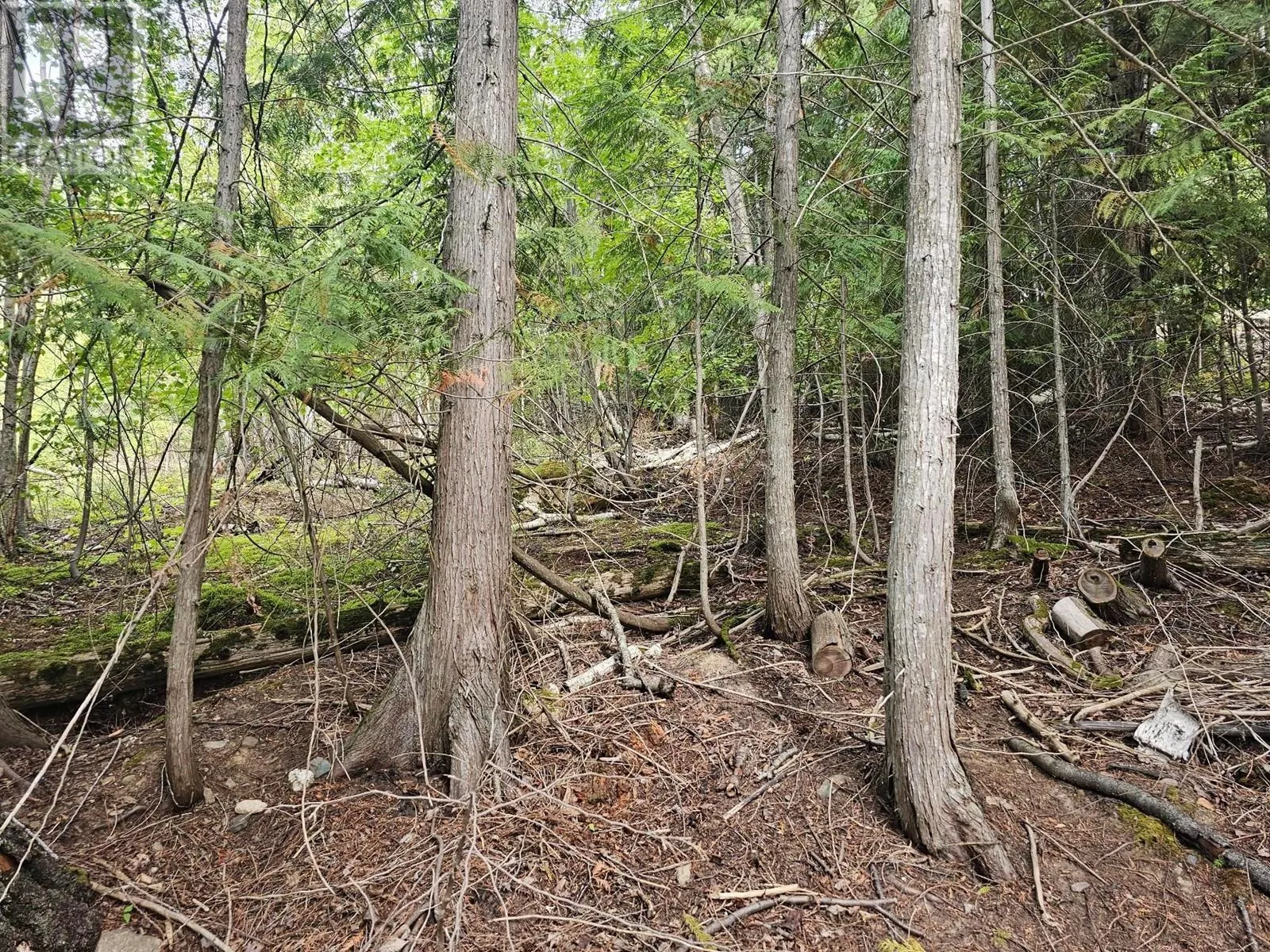 Lot 389 Anglemont Way