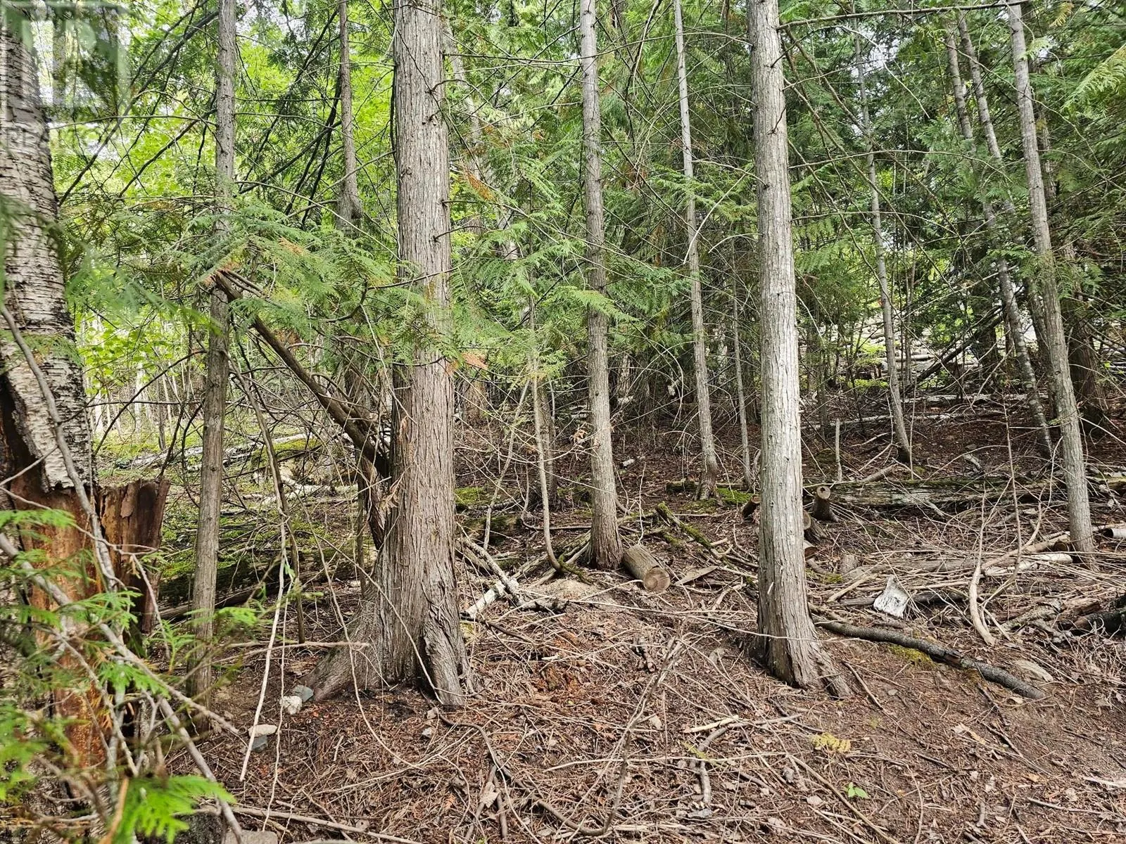 Lot 389 Anglemont Way