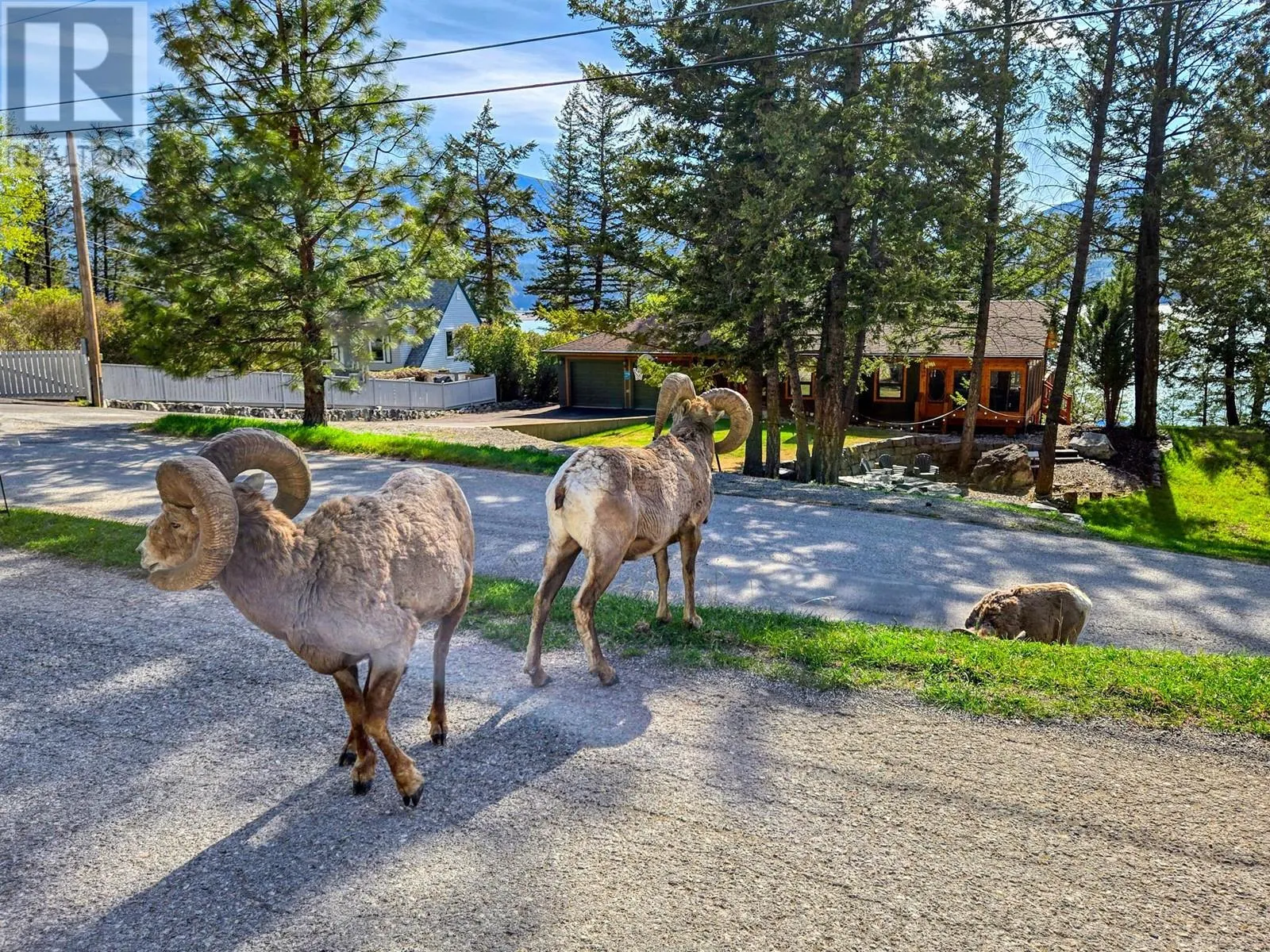 8403 Bighorn Sheep Lane