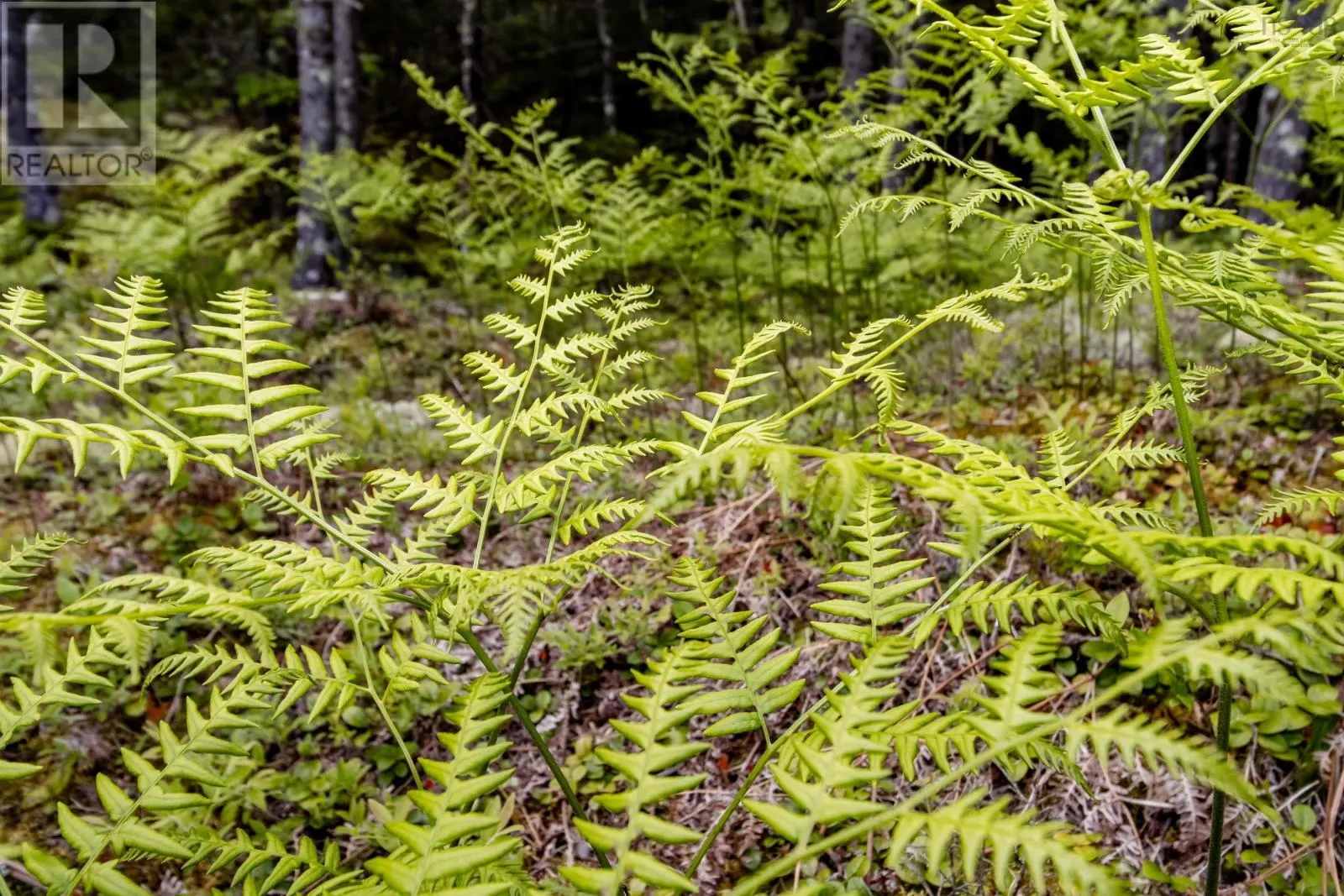 Lot 67 White Tail Pass