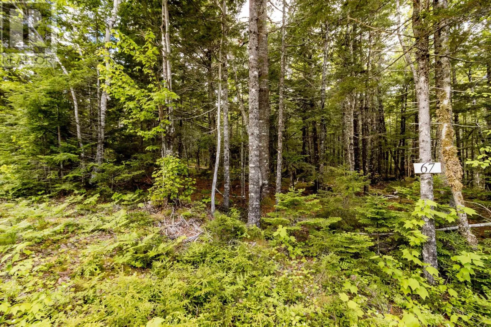 Lot 67 White Tail Pass