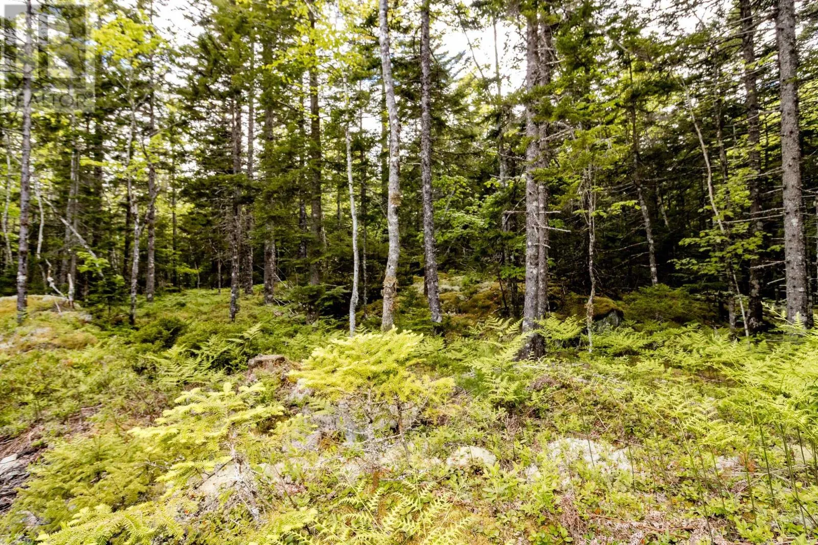 Lot 67 White Tail Pass