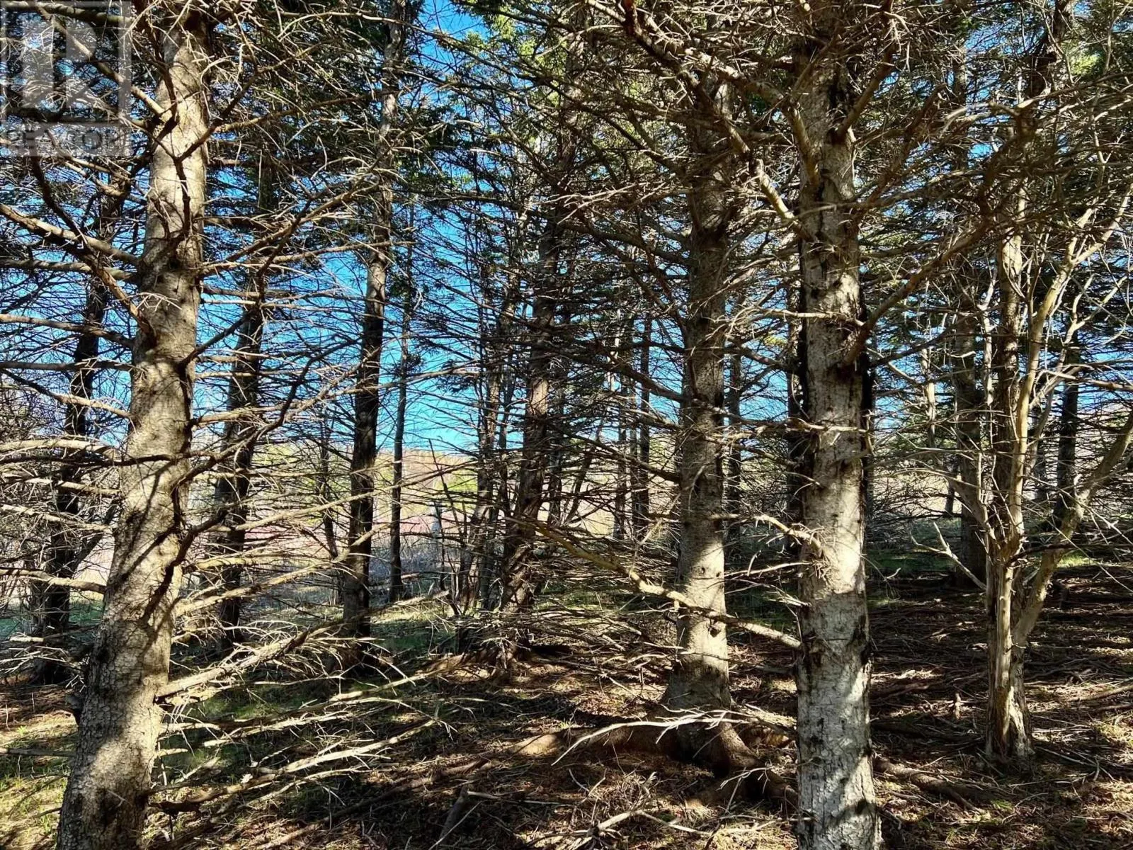 11838 Cabot Trail