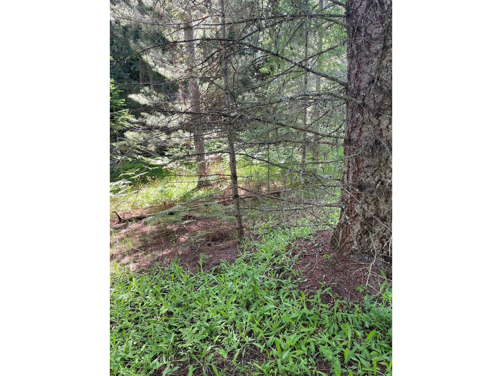 Listing 2465780 - Large Photo # 41