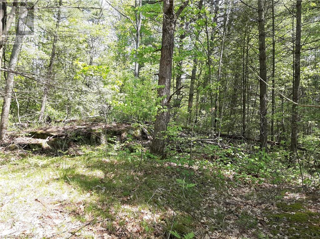 Listing 40352443 - Large Photo # 13